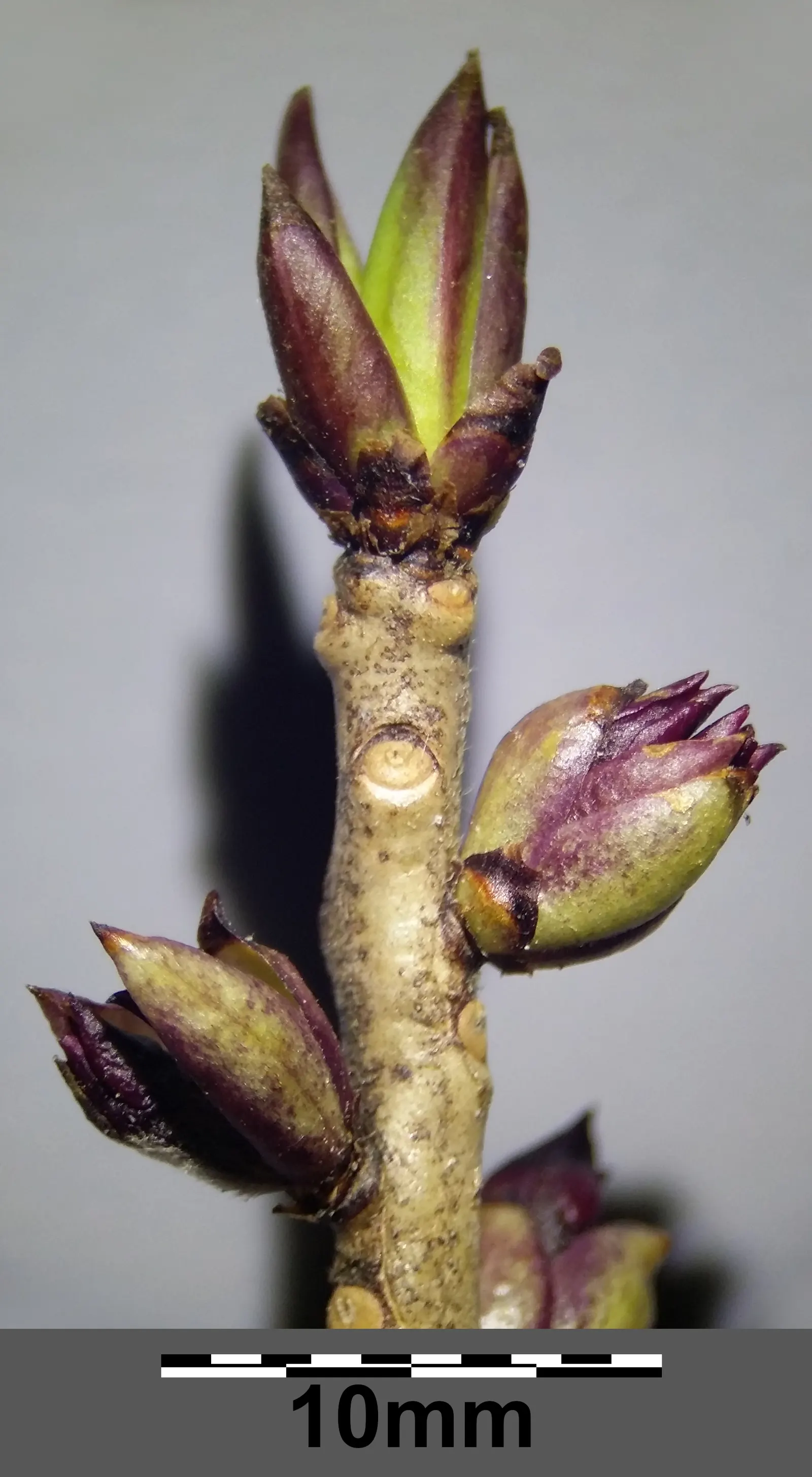 February Daphne (Daphne Mezereum) — February Daphne prefers well-drained loamy soil with a slightly acidic to neutral pH; often before the leaves, image 95