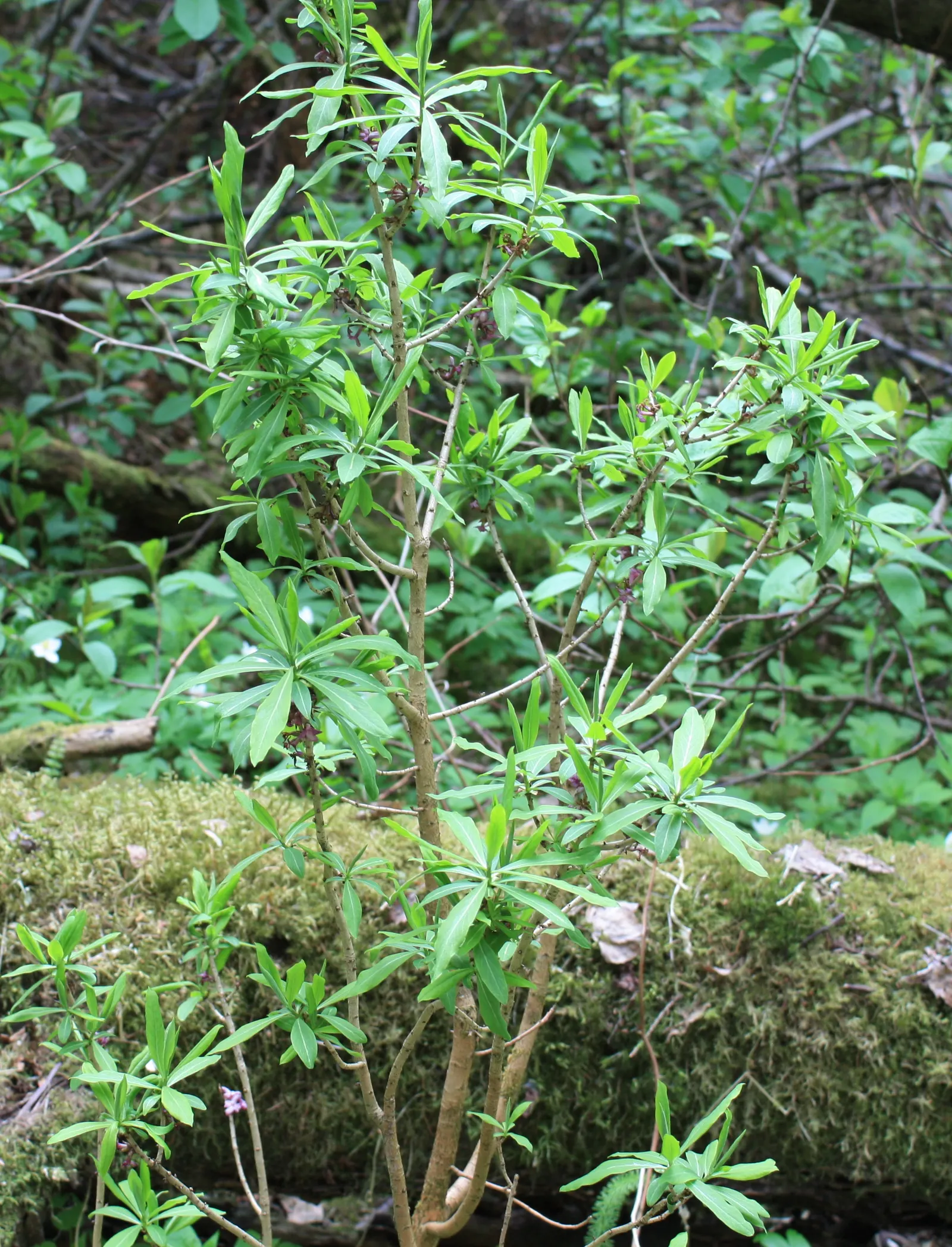 February Daphne (Daphne Mezereum) — <br><br>A standout feature of Daphne mezereum is its profusion of pink to light purple flowers
