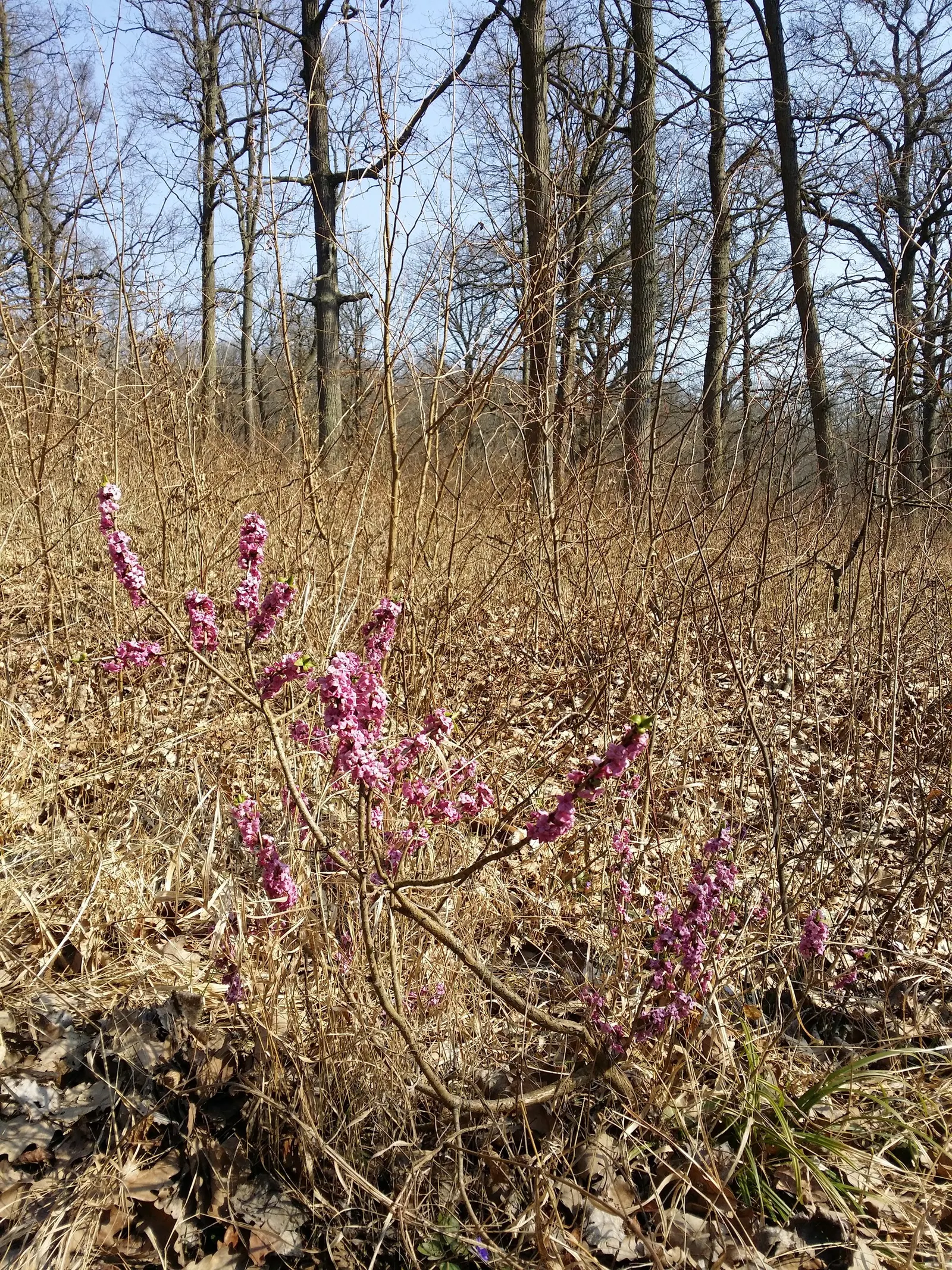 February Daphne (Daphne Mezereum) — shrub for half