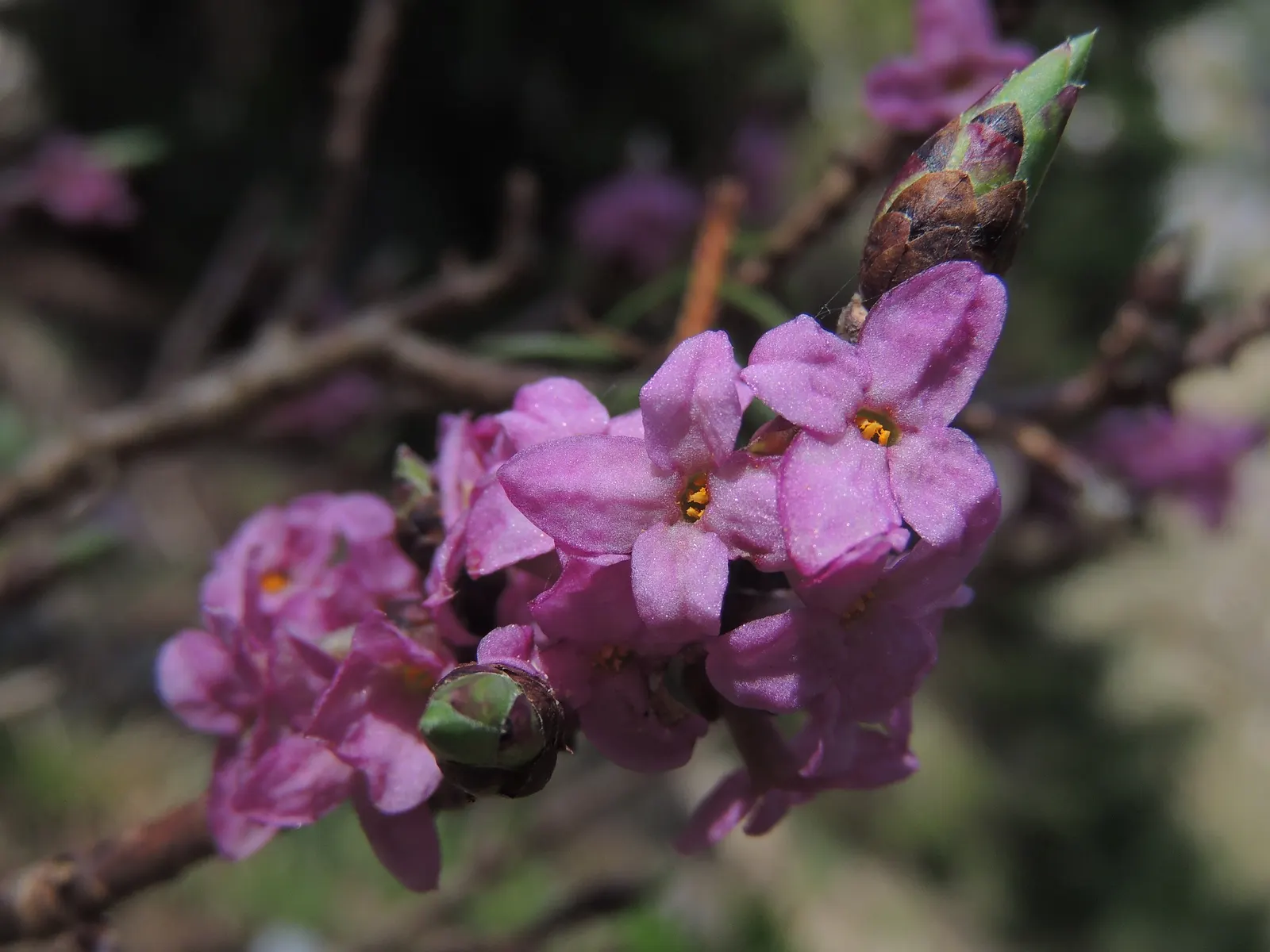 February Daphne (Daphne Mezereum) — it's also ideal for planting near patios and walkways where its scent can be appreciated; measuring up to 3, image 99