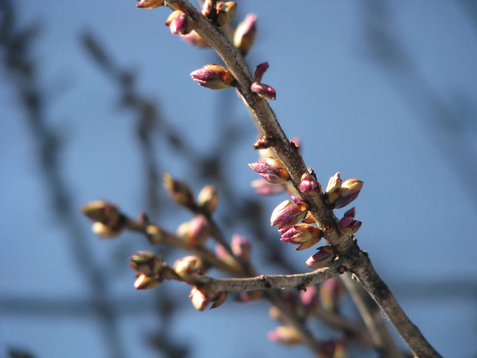 February Daphne (Daphne Mezereum) — which emerge in late winter to early spring; caution is advised due to its toxic nature, image 89