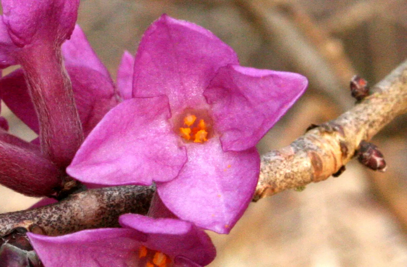 February Daphne (Daphne Mezereum) — measuring up to 3 inches long