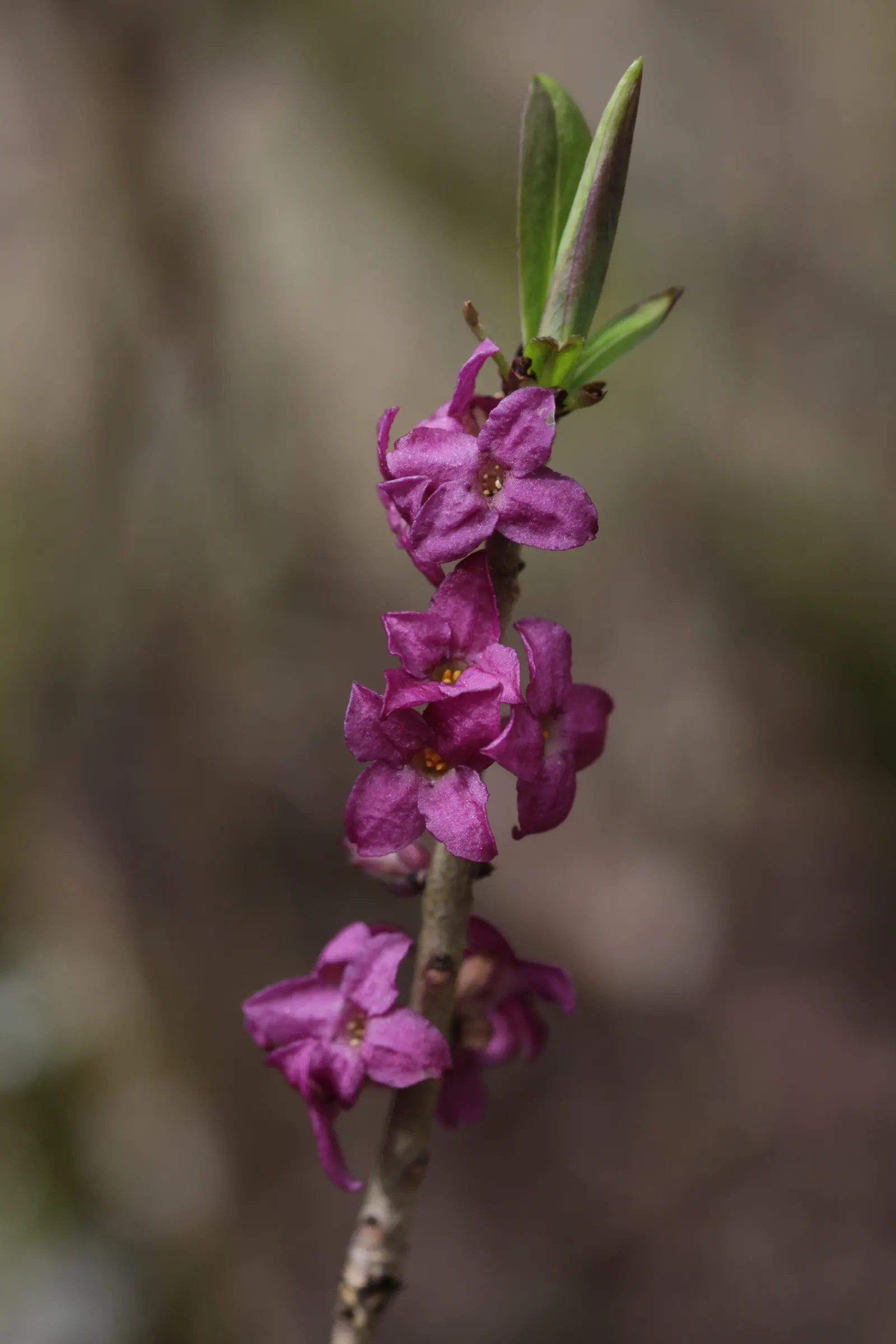 February Daphne (Daphne Mezereum) — Moderate watering is necessary