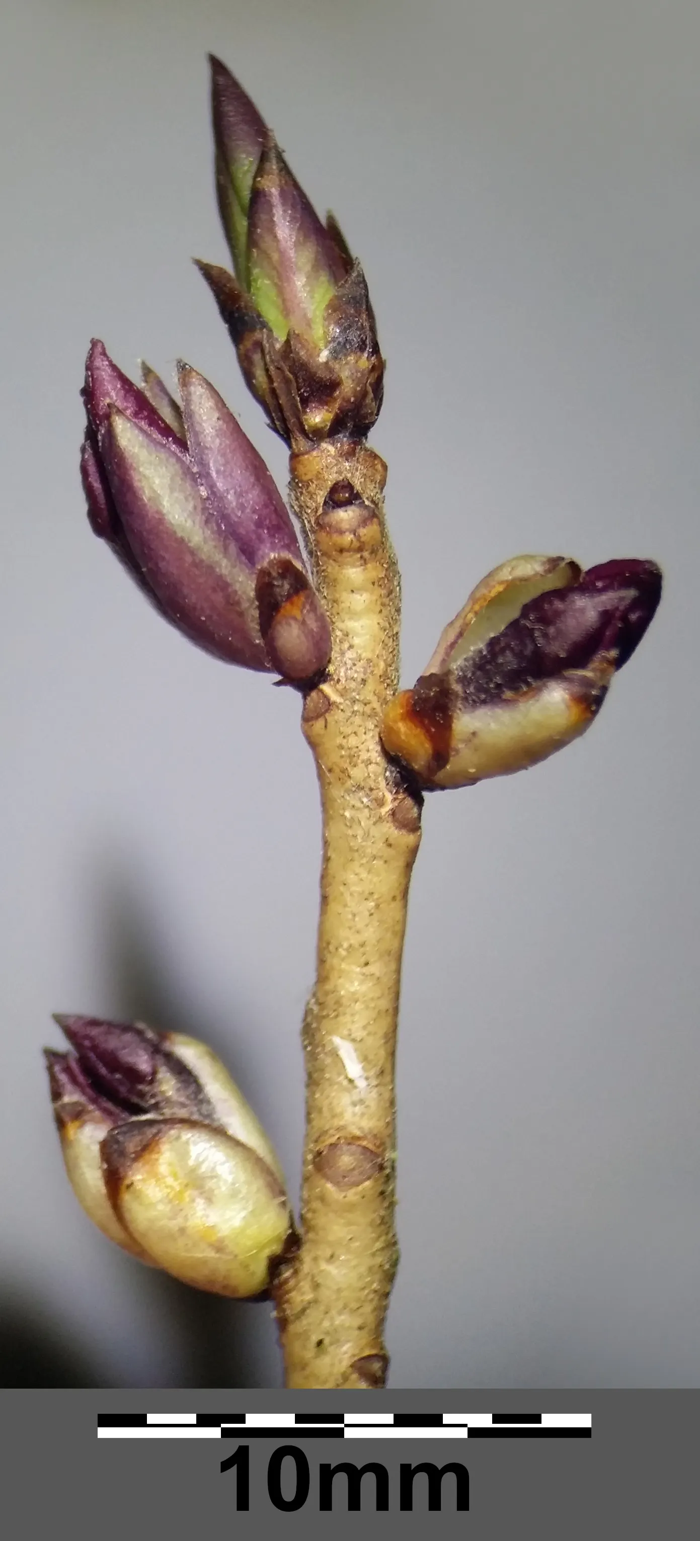 February Daphne (Daphne Mezereum) — Ideal for accentuating woodland gardens or shaded borders; this delightful floral display is followed by the, image 58