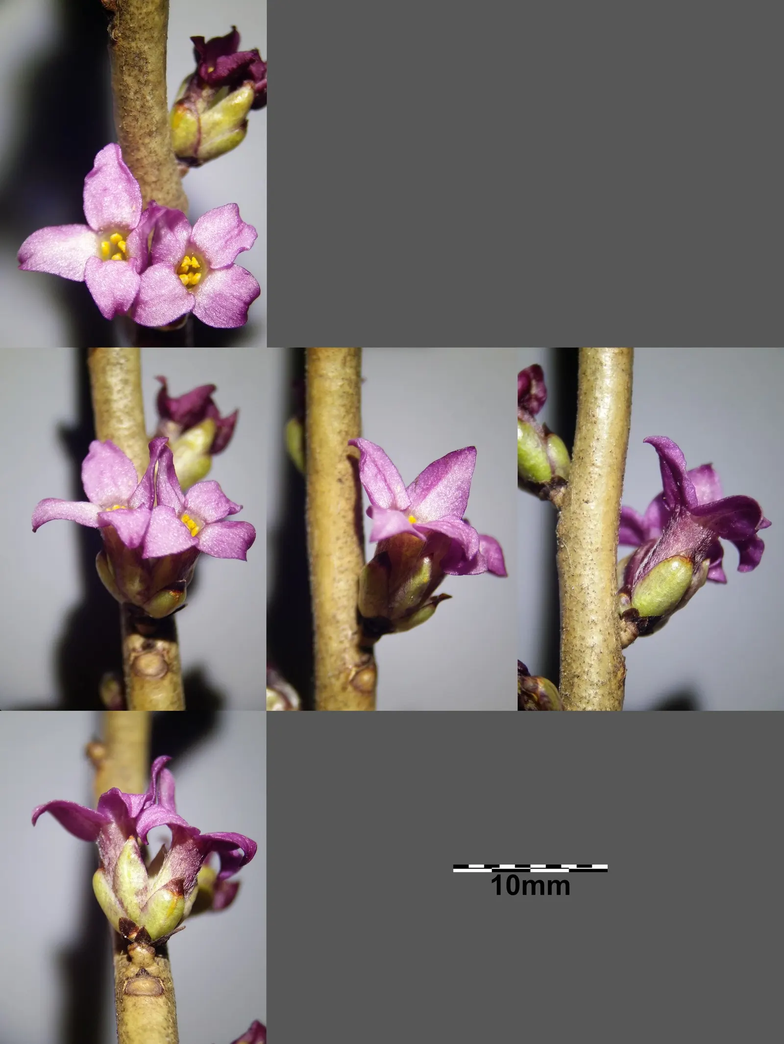 February Daphne (Daphne Mezereum) — the plant bears attractive; pink flowers in the garden