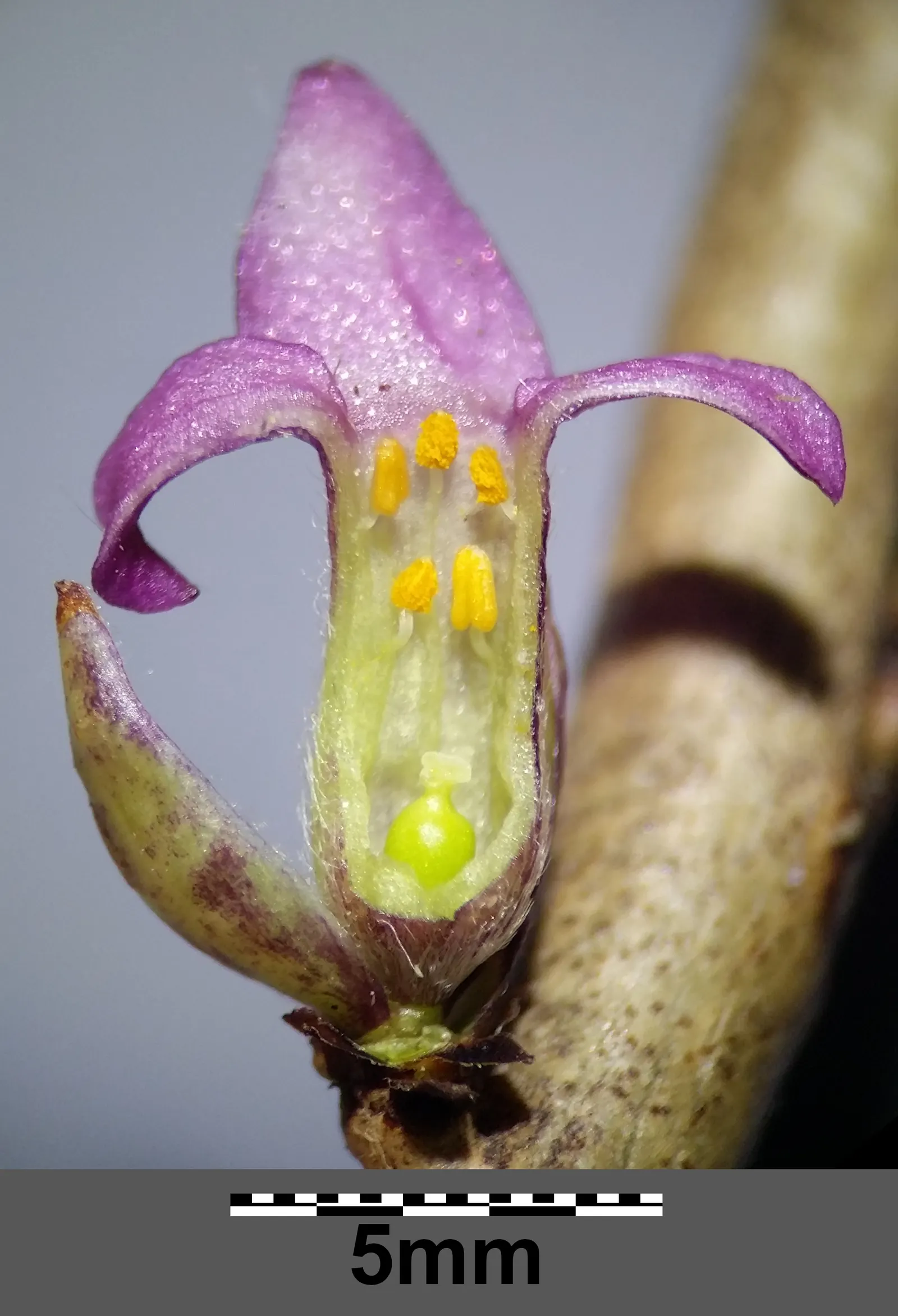 February Daphne (Daphne Mezereum) — pink flowers in the garden; is a deciduous shrub prized for its early bloom and richly fragrant flowers, image 76