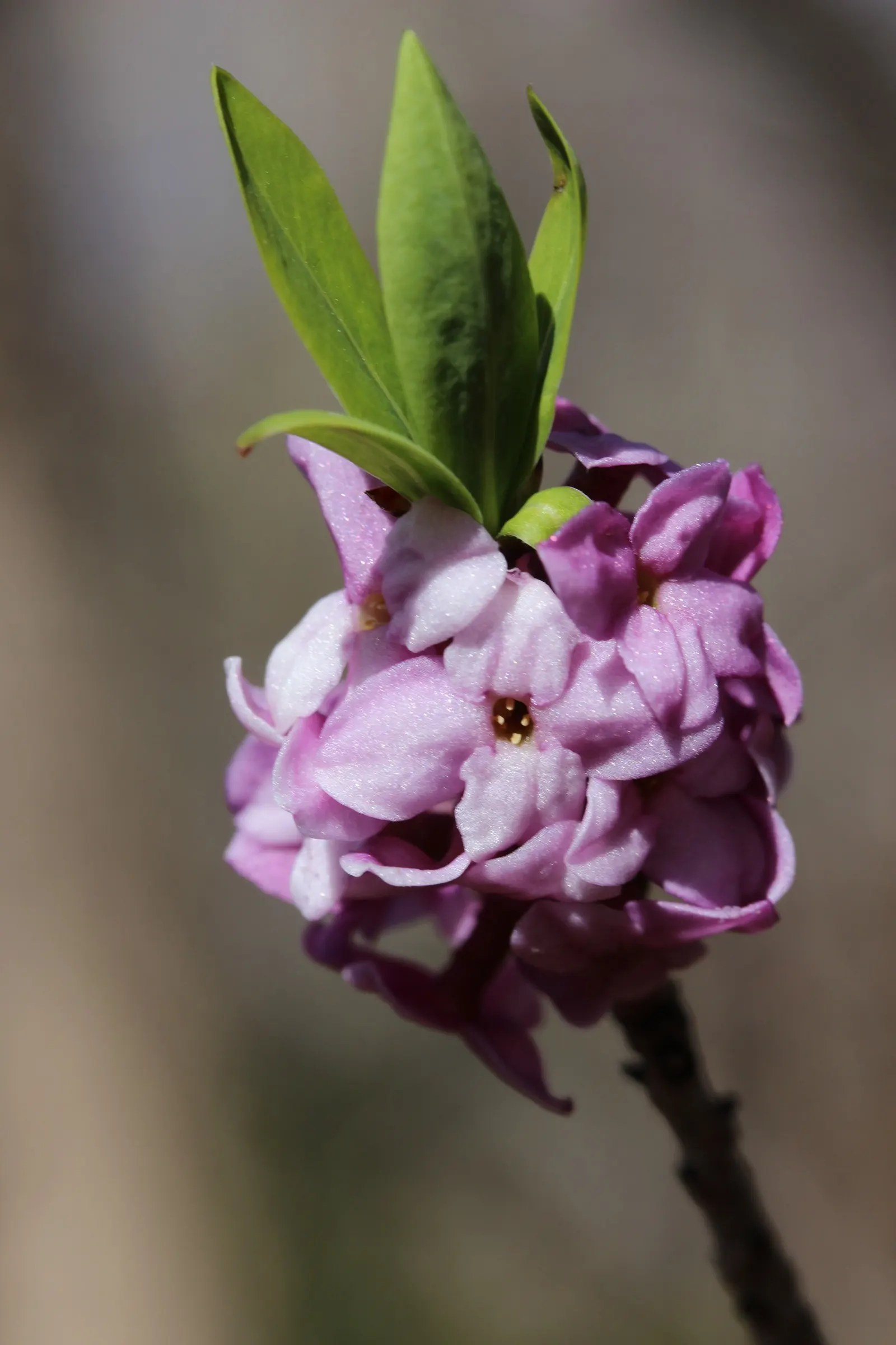 February Daphne (Daphne Mezereum) — Caution is advised due to its toxic nature; it's also ideal for planting near patios and walkways where its scent can be