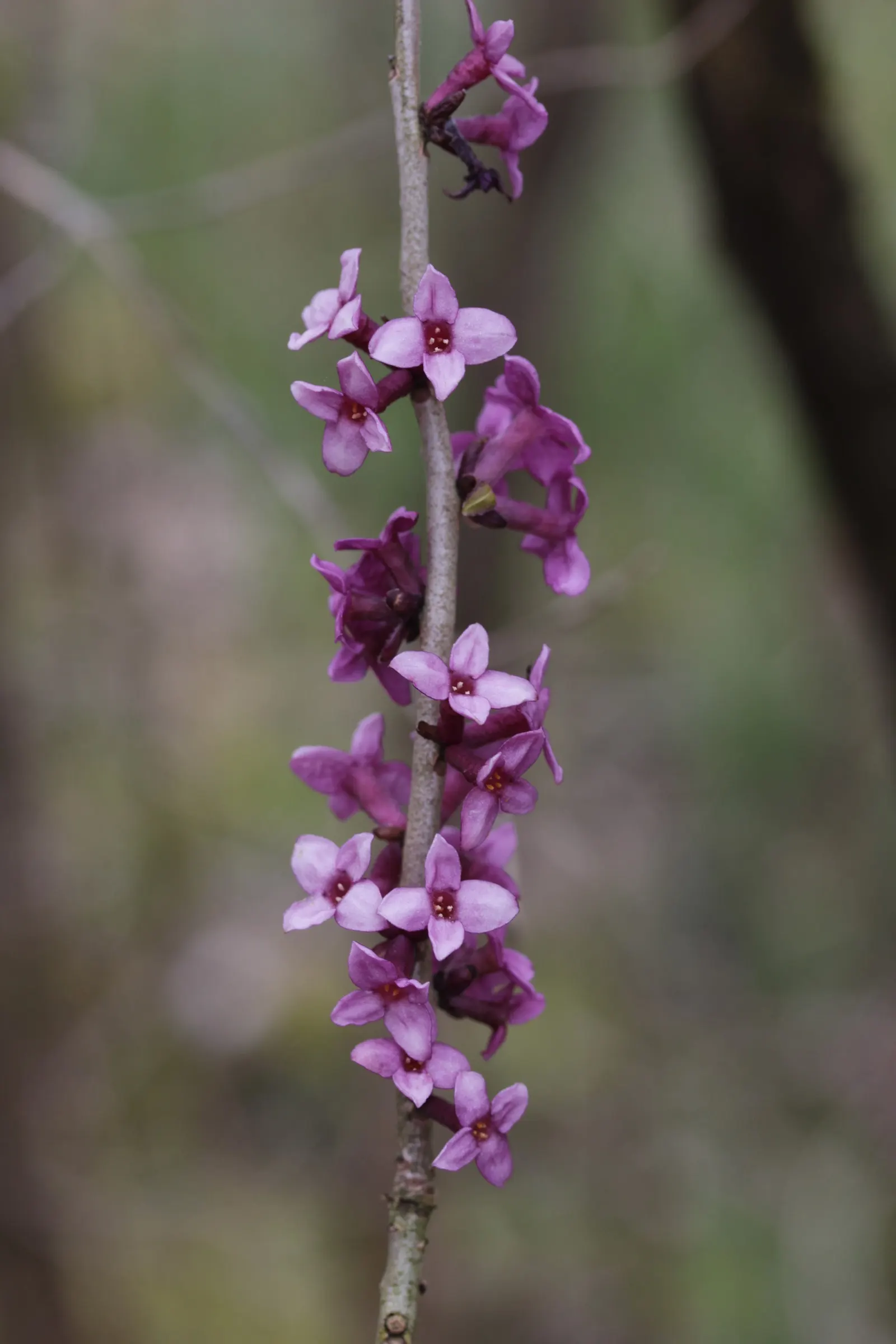 February Daphne (Daphne Mezereum) — pink flowers in the garden