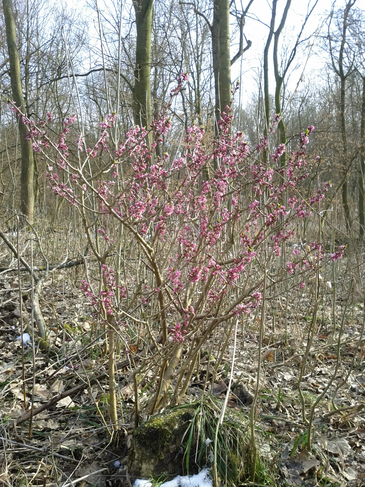 February Daphne (Daphne Mezereum) — it's also ideal for planting near patios and walkways where its scent can be appreciated; measuring up to 3, image 73