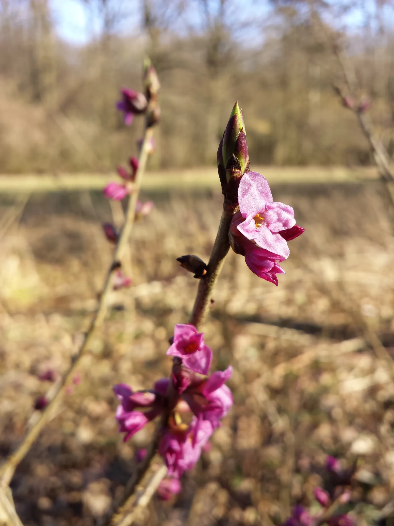 February Daphne (Daphne Mezereum) — This delightful floral display is followed by the appearance of its foliage; <br><br>A standout feature of Daphne mezereum