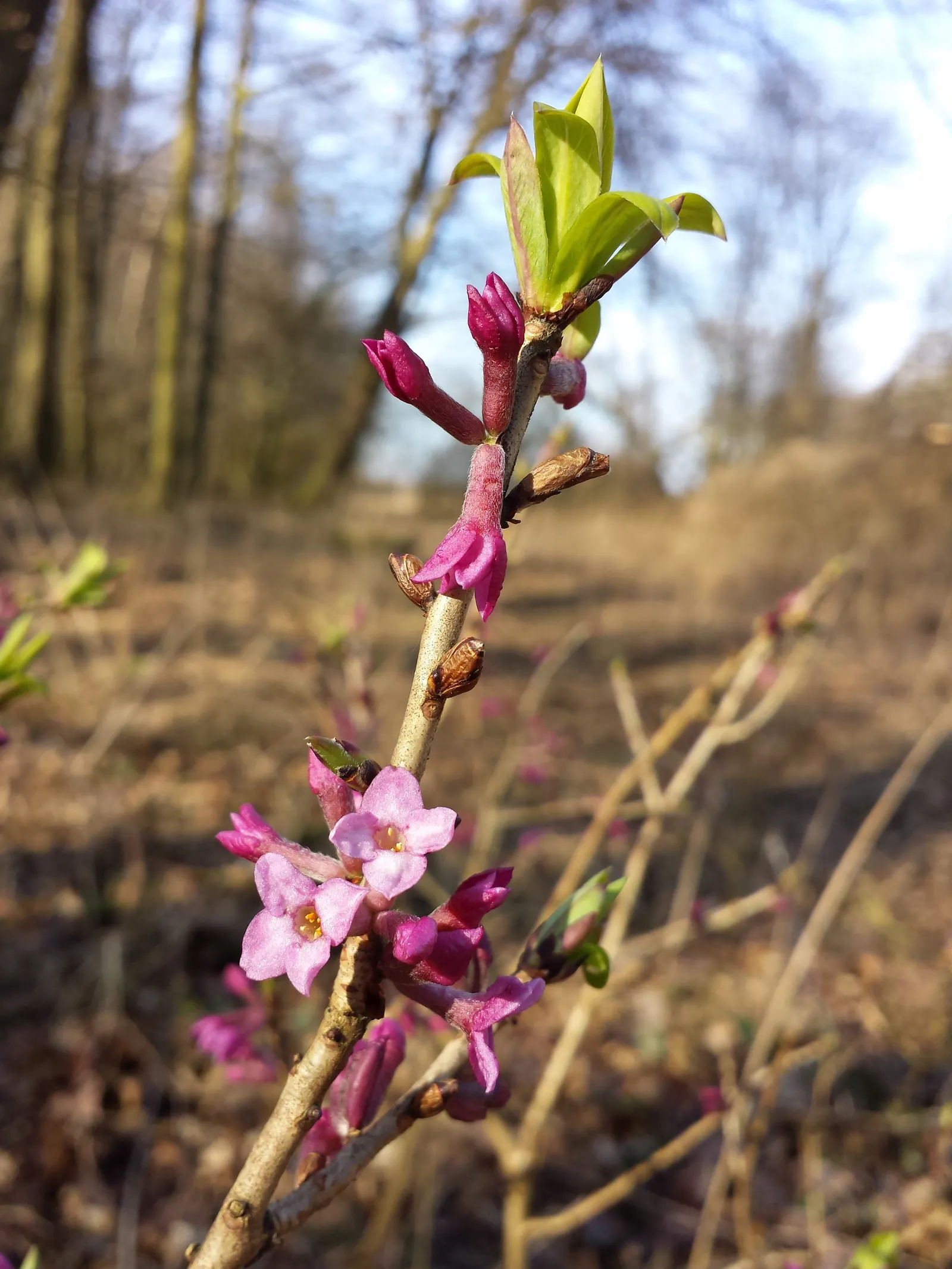 February Daphne (Daphne Mezereum) — measuring up to 3 inches long; february Daphne prefers well-drained loamy soil with a slightly acidic to, image 92