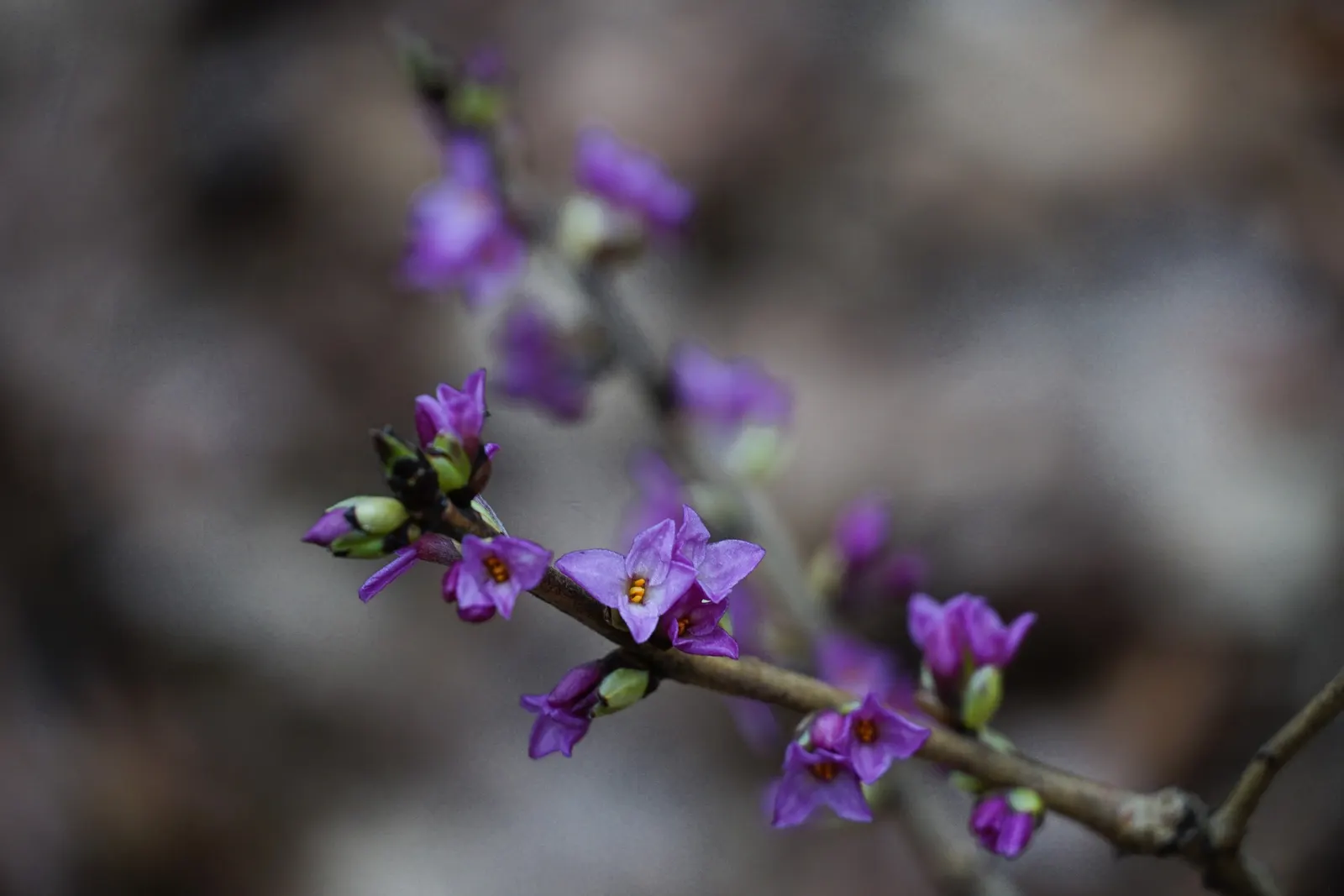 February Daphne (Daphne Mezereum) — February Daphne prefers well-drained loamy soil with a slightly acidic to neutral pH