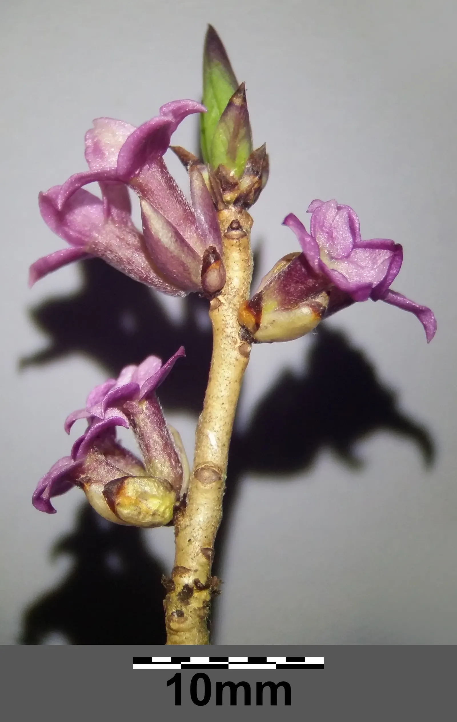 February Daphne (Daphne Mezereum) — February Daphne prefers well-drained loamy soil with a slightly acidic to neutral pH; often before the leaves, image 69