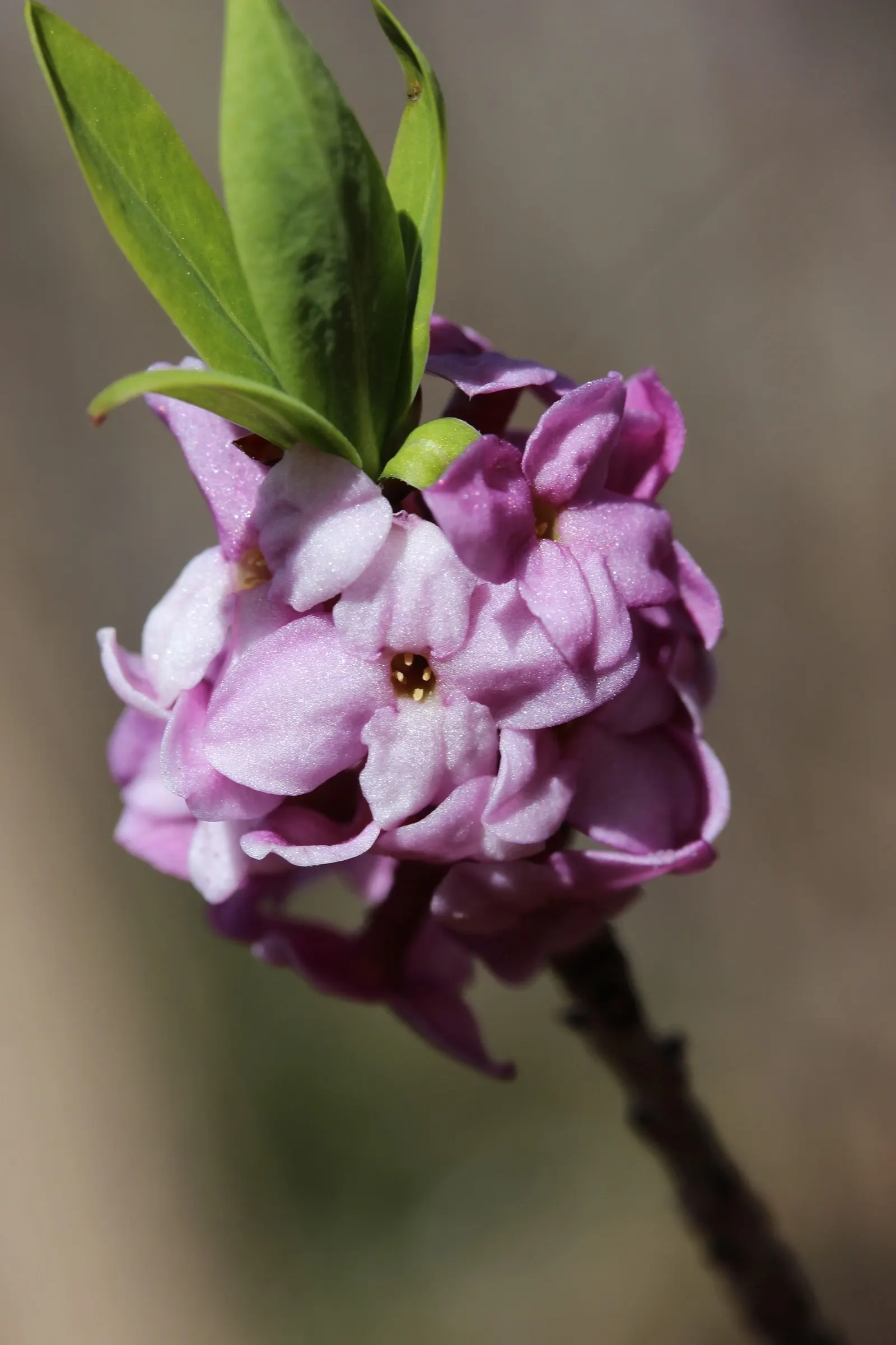 February Daphne (Daphne Mezereum) — Post-bloom, it bears red berries, attractive yet poisonous; ideal for accentuating woodland gardens or shaded, image 57