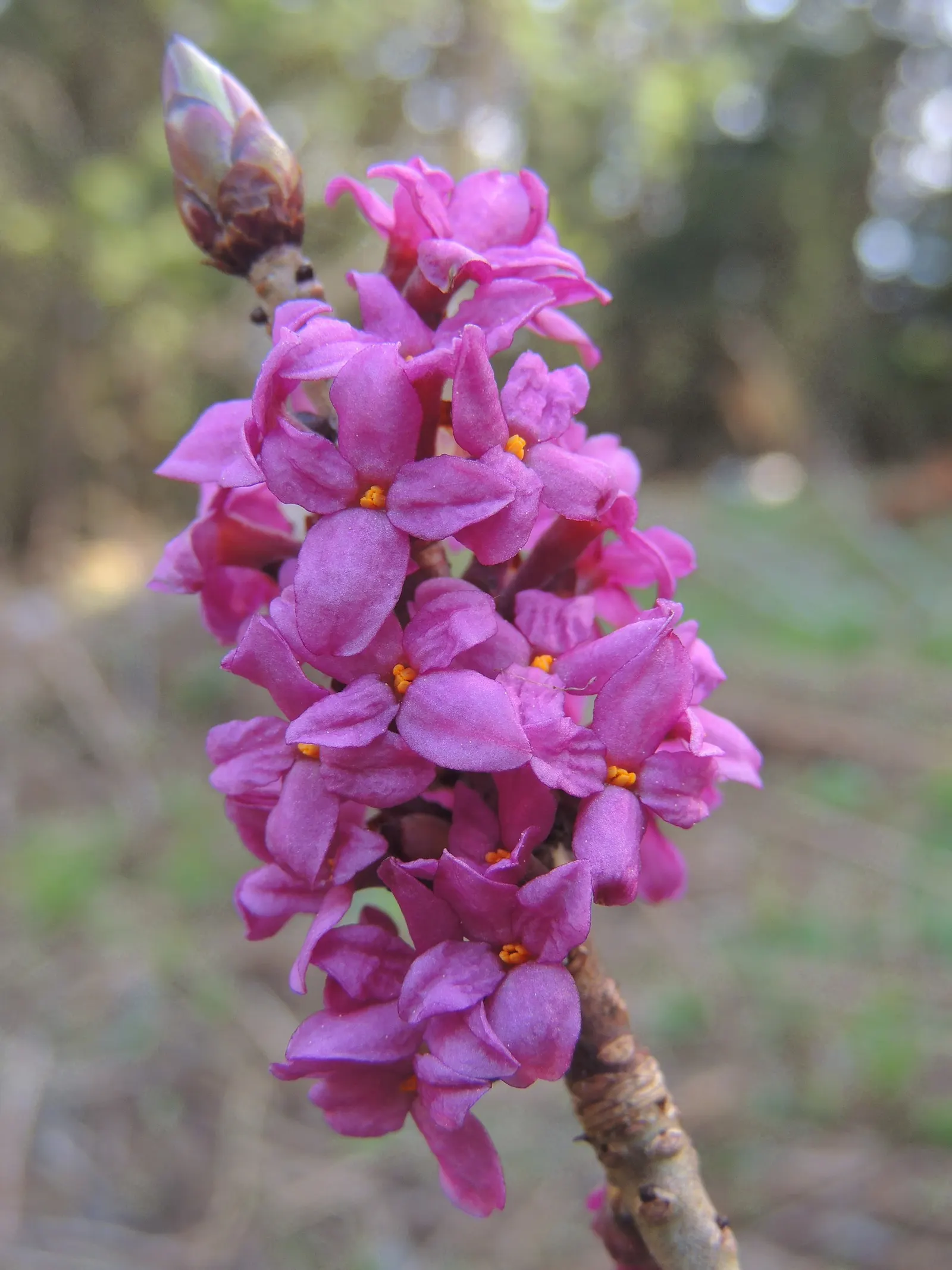 February Daphne (Daphne Mezereum) — bright red berries.<br><br>For optimum growth; post-bloom, it bears red berries, attractive yet poisonous, image 68