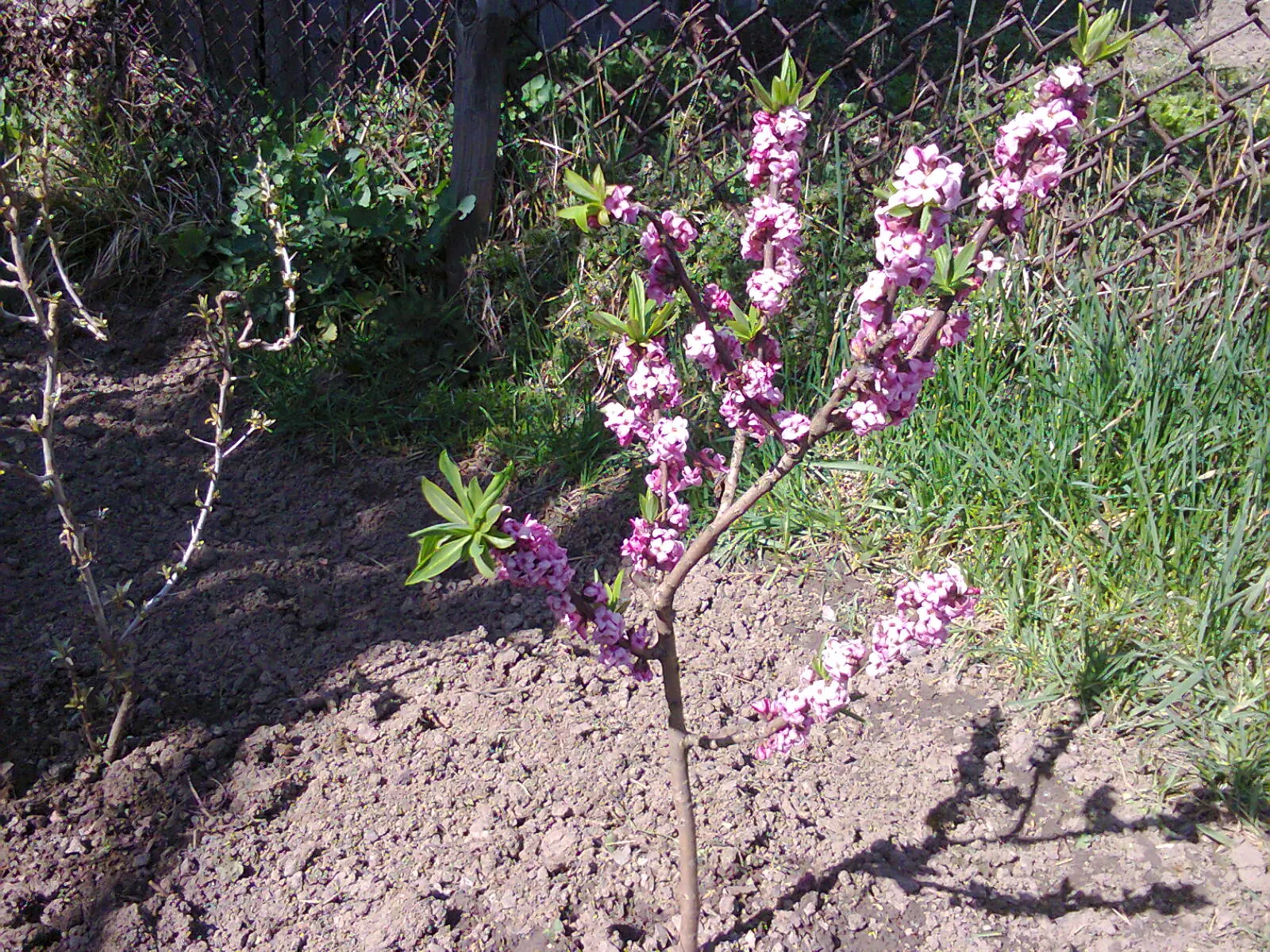 February Daphne (Daphne Mezereum) — which emerge in late winter to early spring