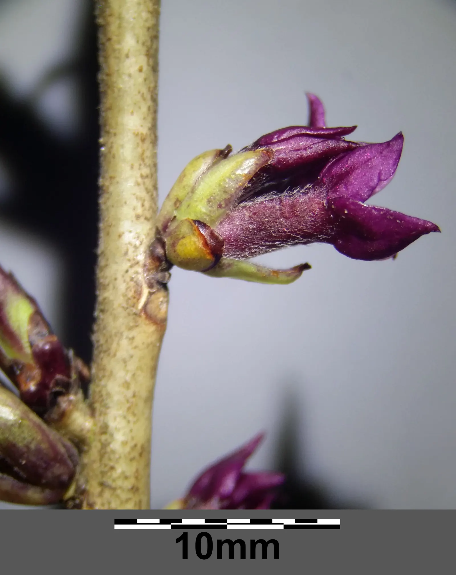 February Daphne (Daphne Mezereum) — February Daphne (Daphne mezereum); caution: all parts are toxic upon ingestion, image 79