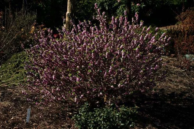 February Daphne (Daphne Mezereum) — often before the leaves unfurl; reaching up to 4ft in height and spread, it thrives in partial shade with well-drained soil