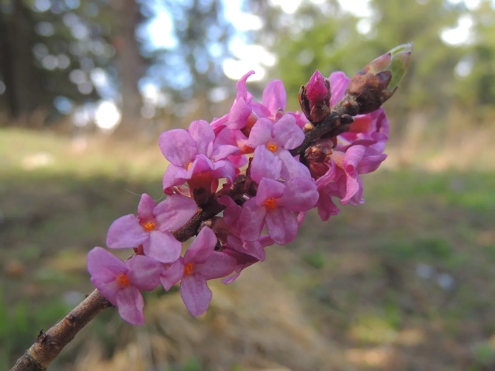 February Daphne (Daphne Mezereum) — blossoms early spring before leaf emergence; which emerge in late winter to early spring, image 80