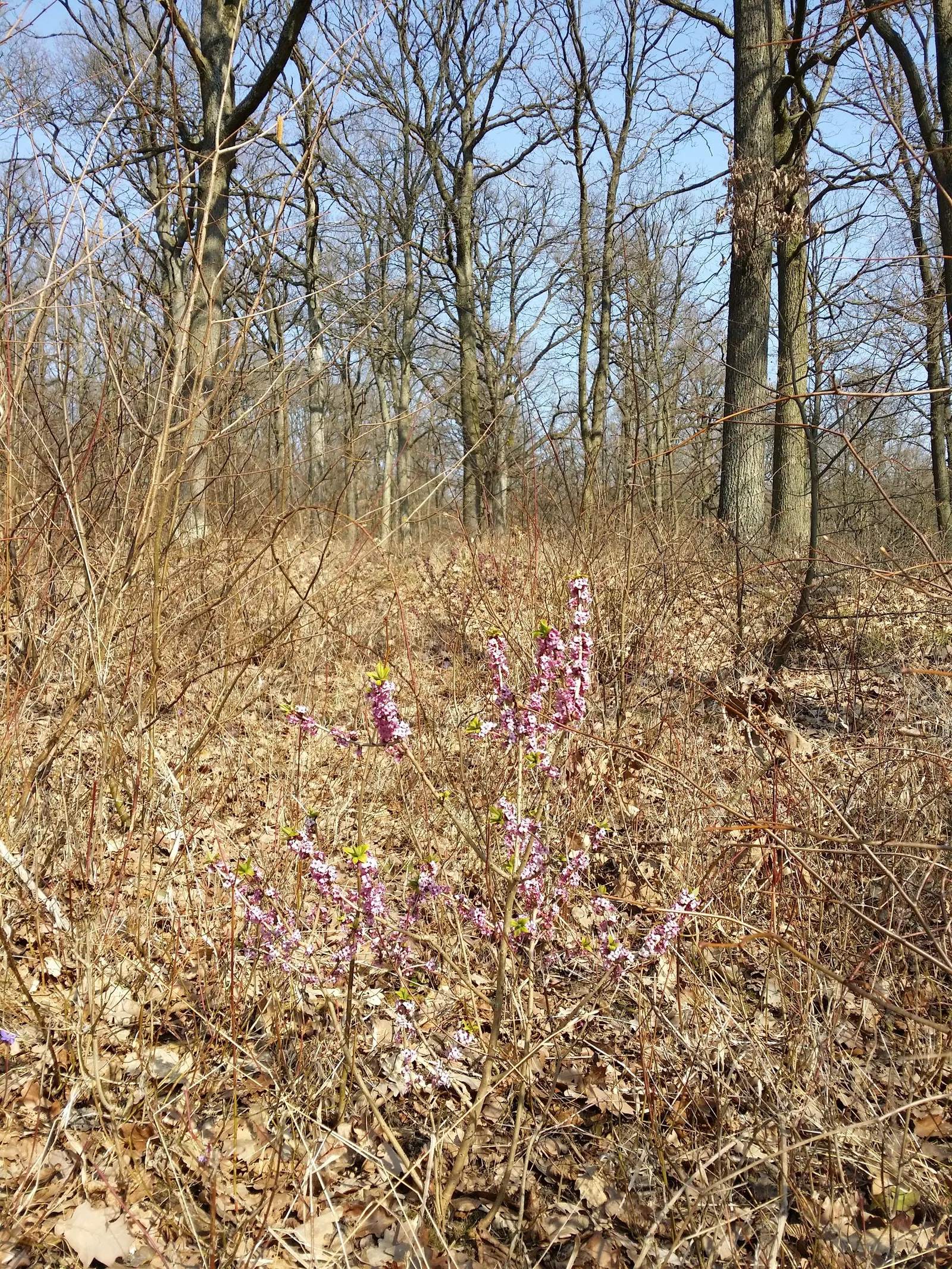 February Daphne (Daphne Mezereum) — It should be positioned in partial shade to full sun, bearing in mind that too much heat can be detrimental