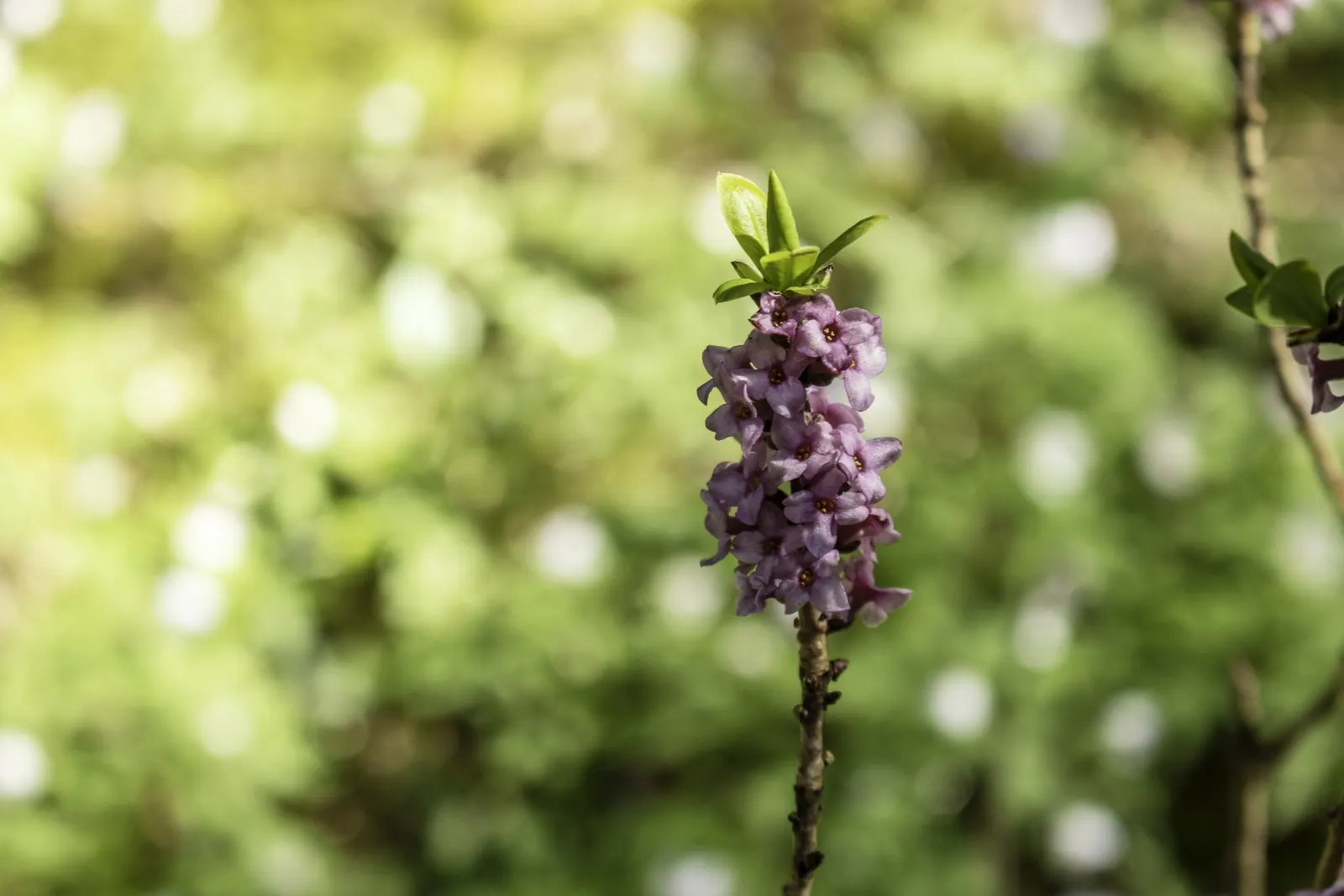 February Daphne (Daphne Mezereum) — which emerge in late winter to early spring; caution is advised due to its toxic nature