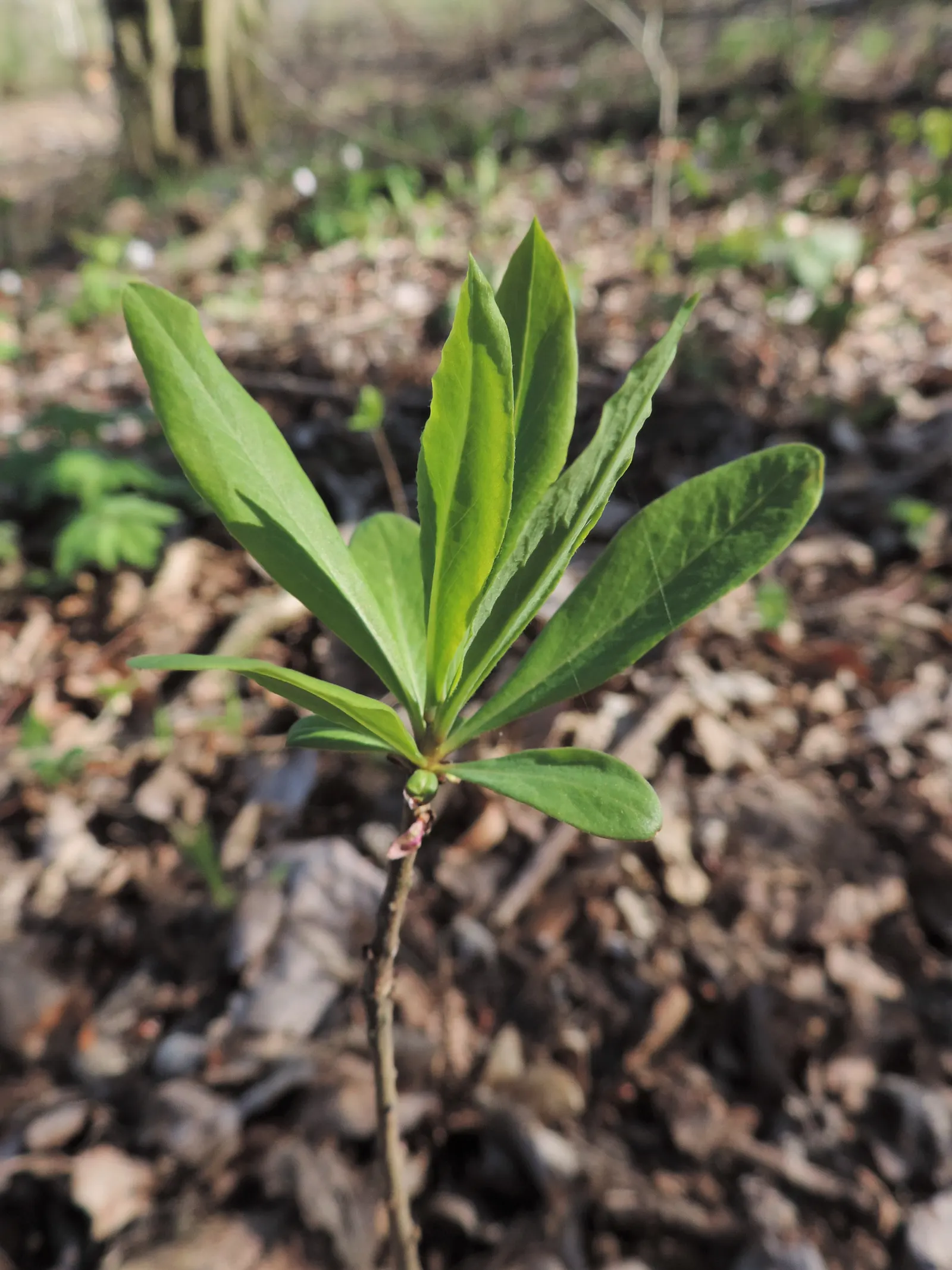 February Daphne (Daphne Mezereum) — the plant bears attractive