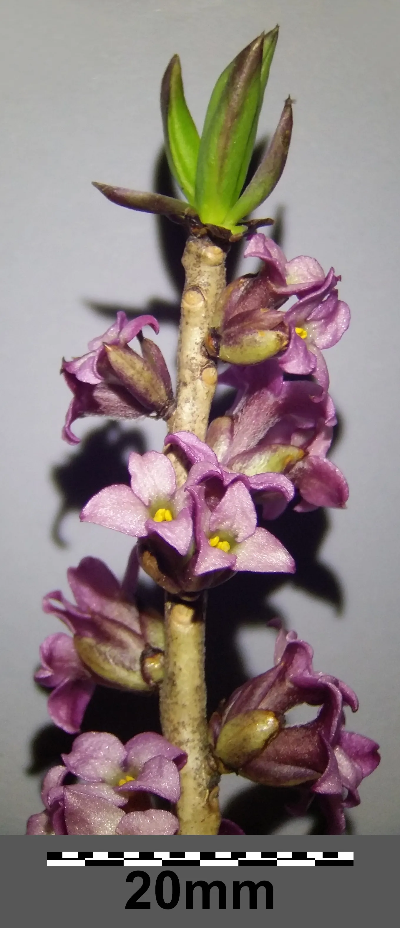 February Daphne (Daphne Mezereum) — often before the leaves unfurl
