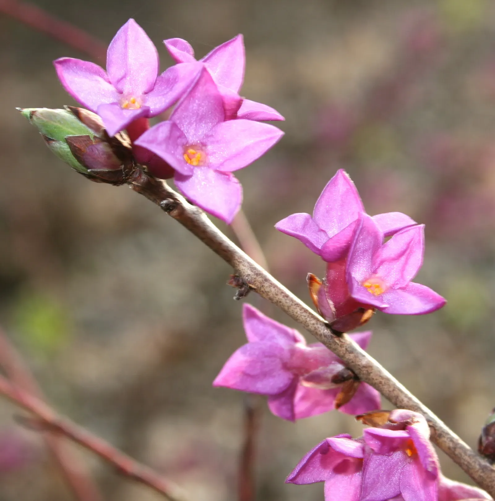 February Daphne (Daphne Mezereum) — it's also ideal for planting near patios and walkways where its scent can be appreciated