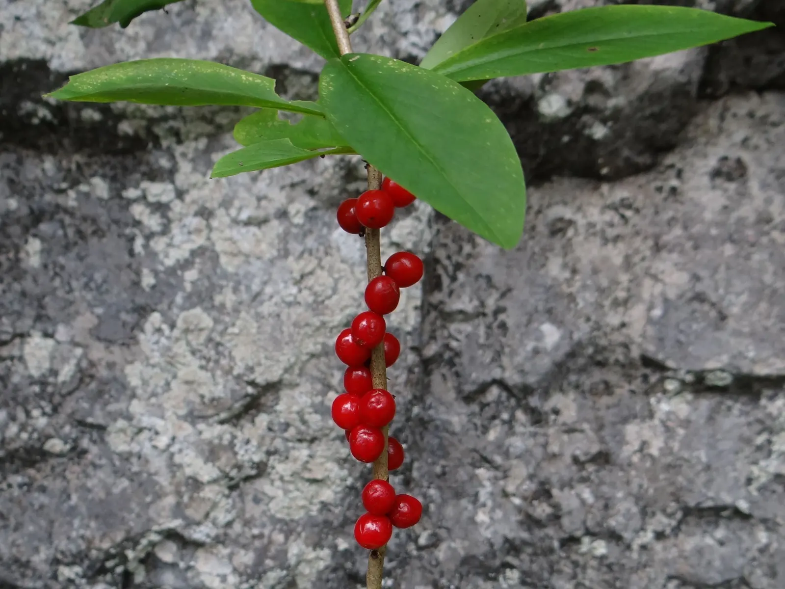 February Daphne (Daphne Mezereum) — It should be positioned in partial shade to full sun, bearing in mind that too much heat can be detrimental, image 70