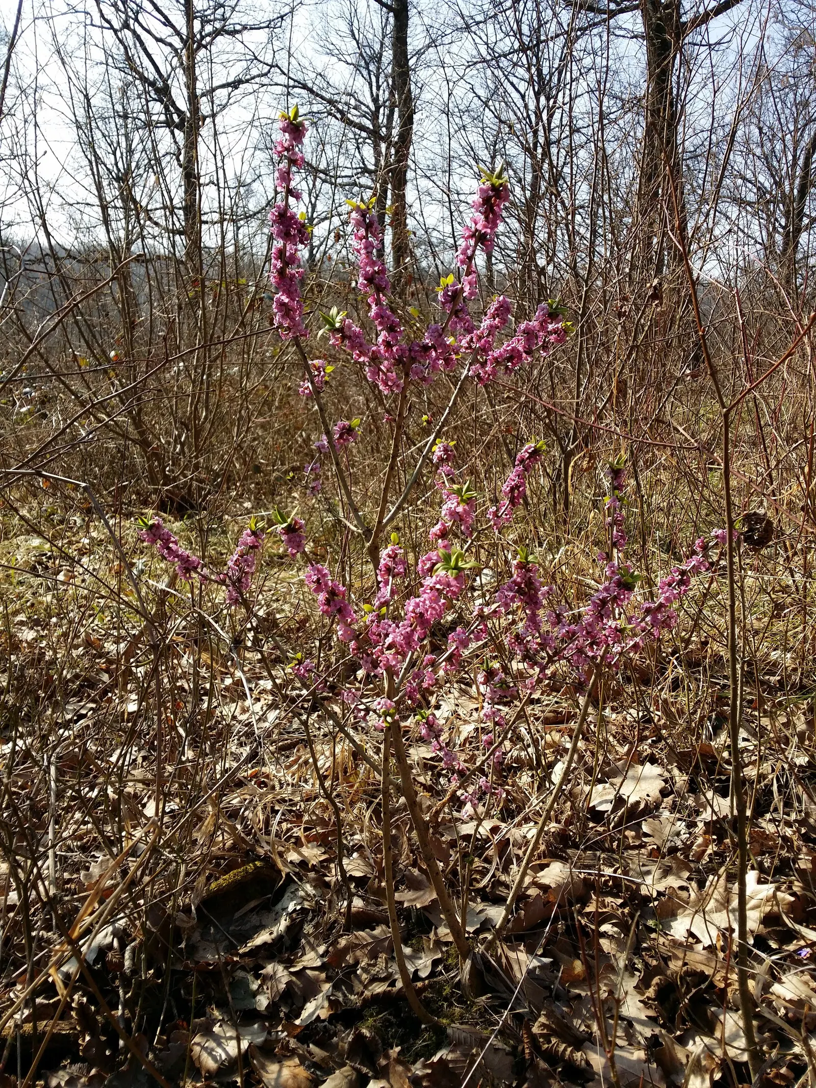 February Daphne (Daphne Mezereum) — Caution is advised due to its toxic nature; it's also ideal for planting near patios and walkways where its, image 74