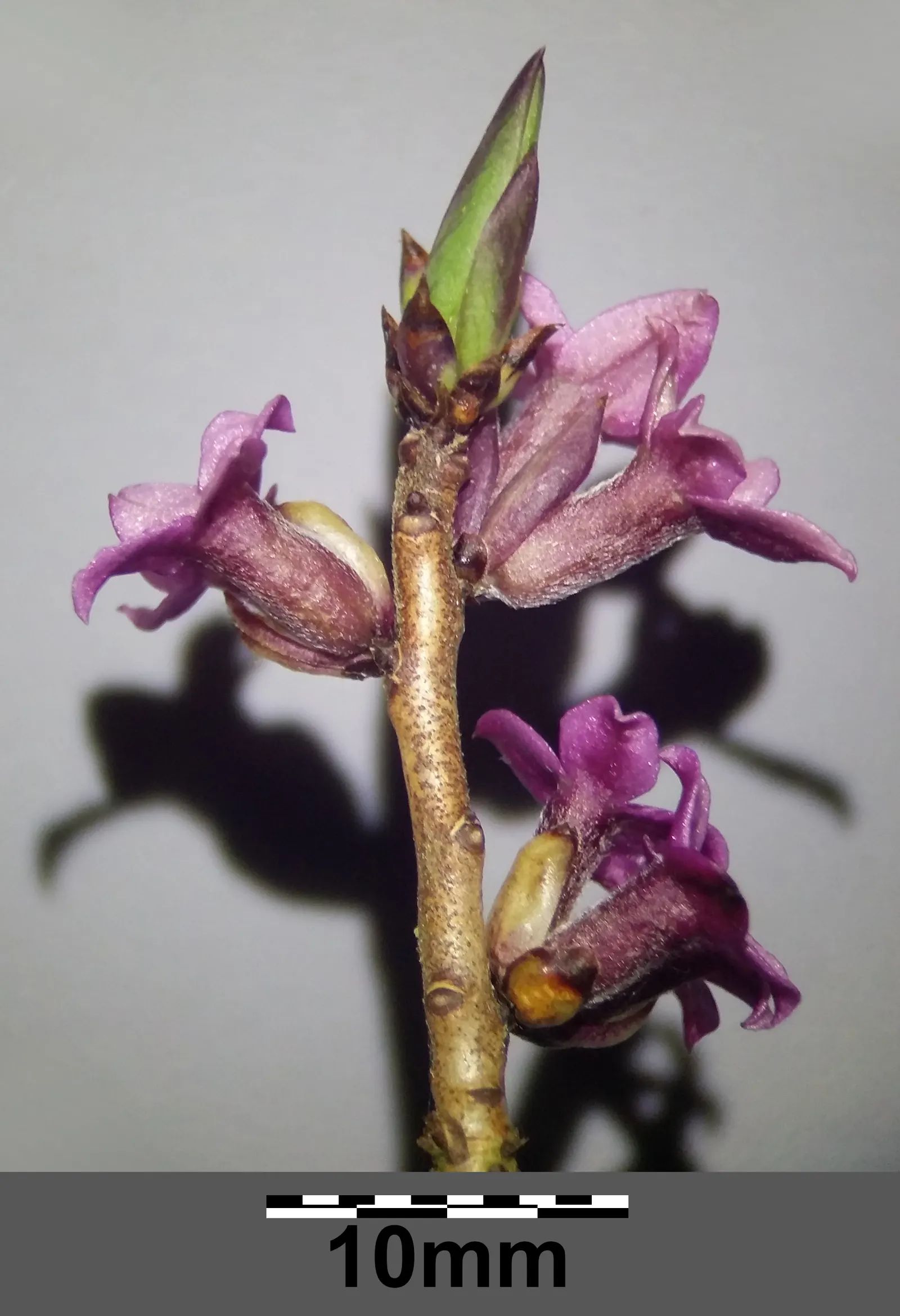 February Daphne (Daphne Mezereum) — February Daphne (Daphne mezereum); caution: all parts are toxic upon ingestion