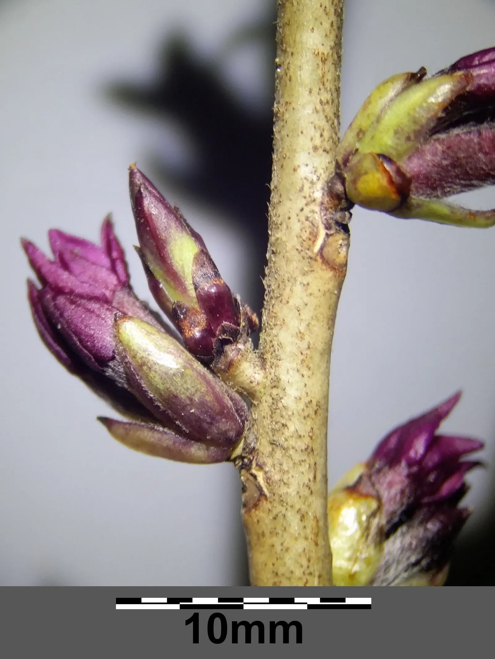 February Daphne (Daphne Mezereum) — Hardiness zones 4-7, optimal in moderate climates; consider its use as a specimen plant or in a mixed shrub border for