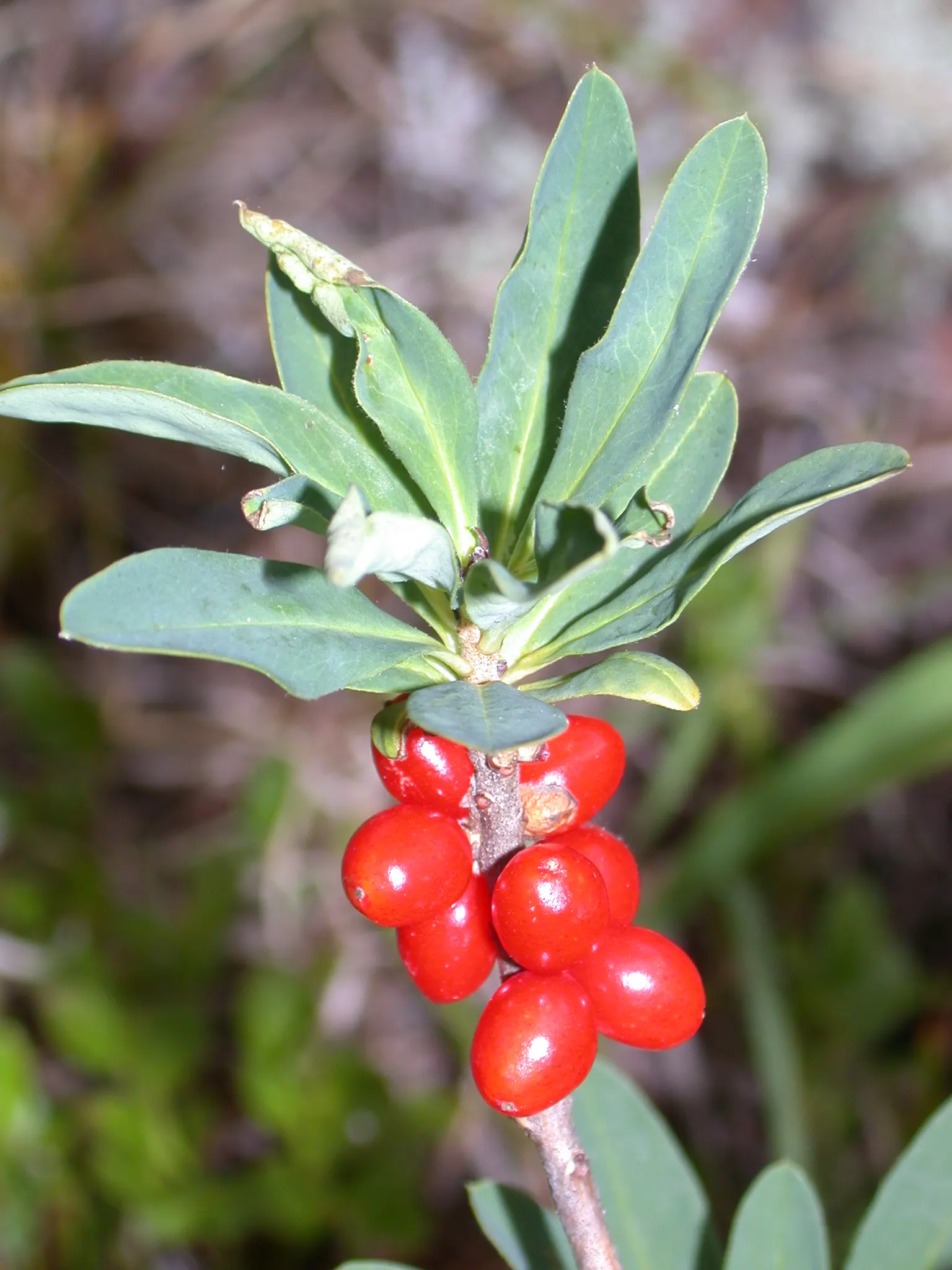 February Daphne (Daphne Mezereum) — botanically known as Daphne mezereum