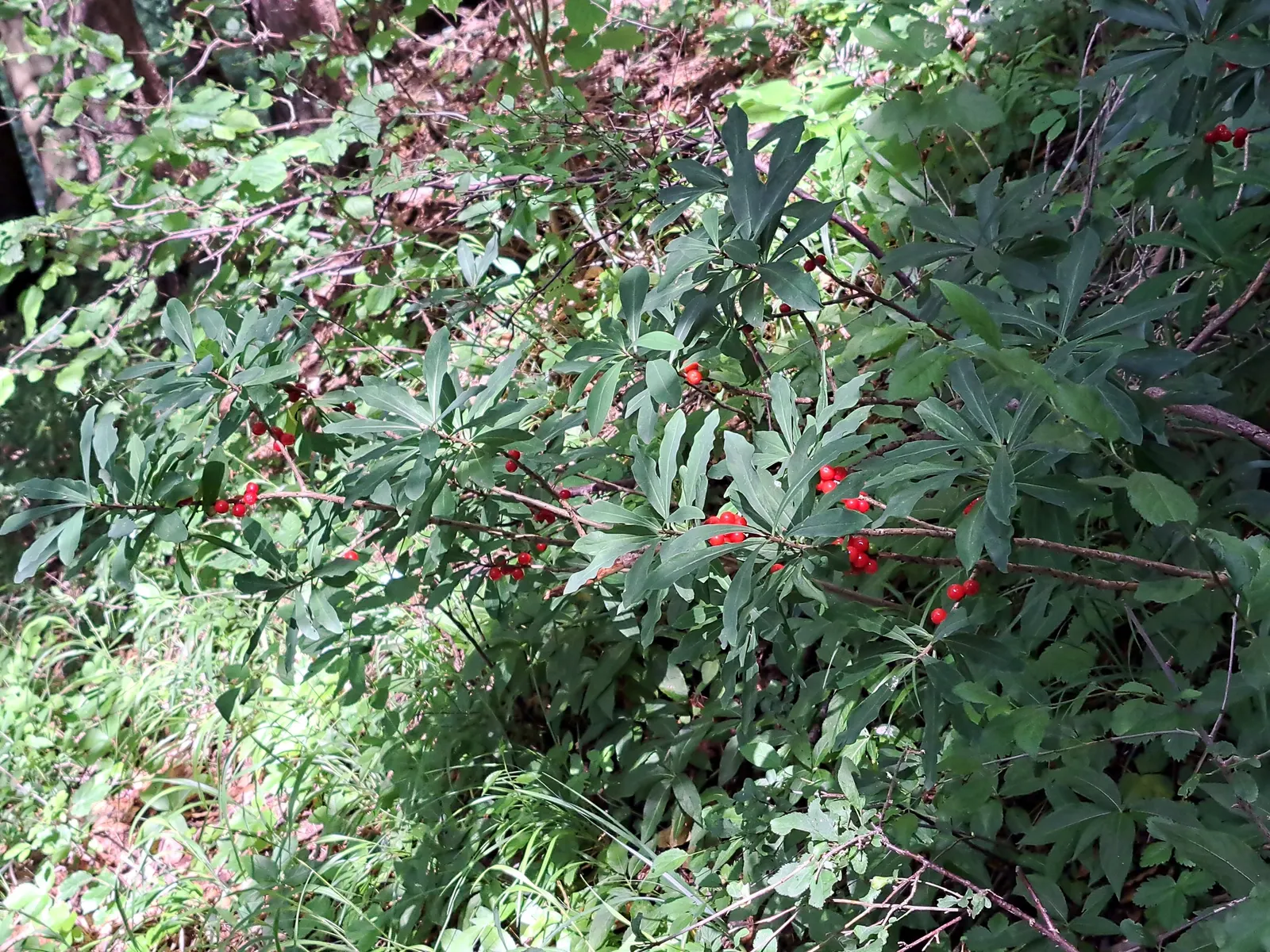 February Daphne (Daphne Mezereum) — bright red berries.<br><br>For optimum growth; post-bloom, it bears red berries, attractive yet poisonous