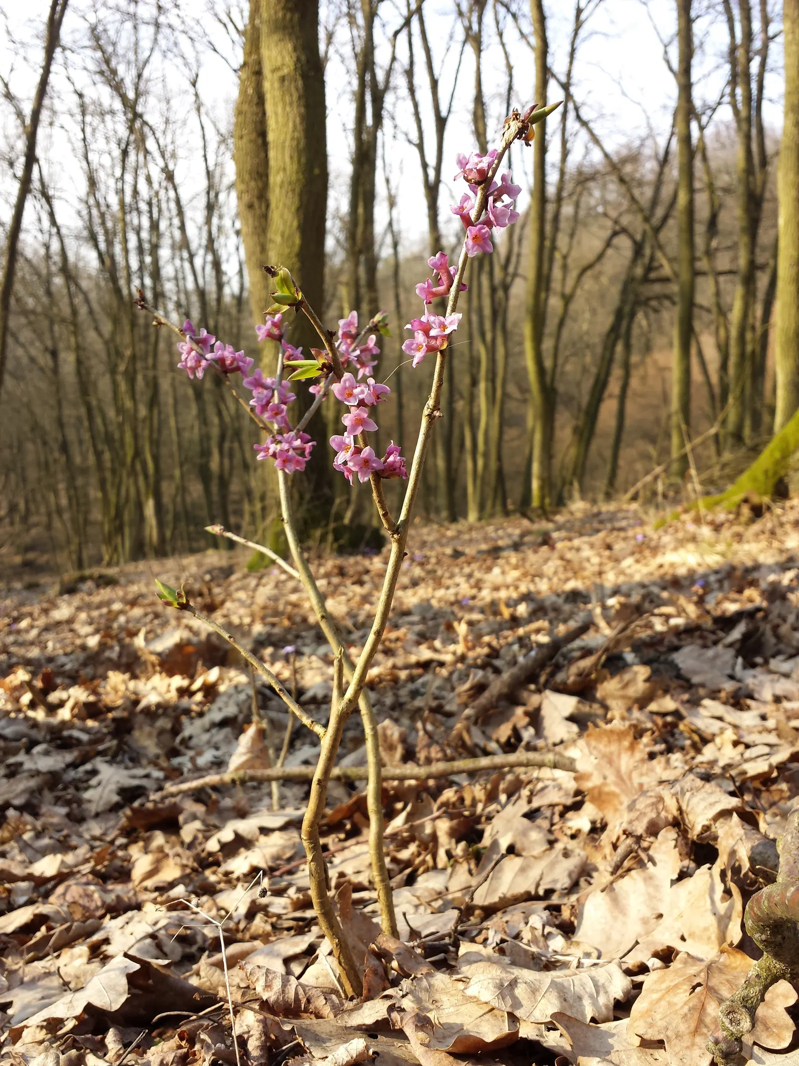 February Daphne (Daphne Mezereum) — consider its use as a specimen plant or in a mixed shrub border for early seasonal interest; hardiness zones, image 98