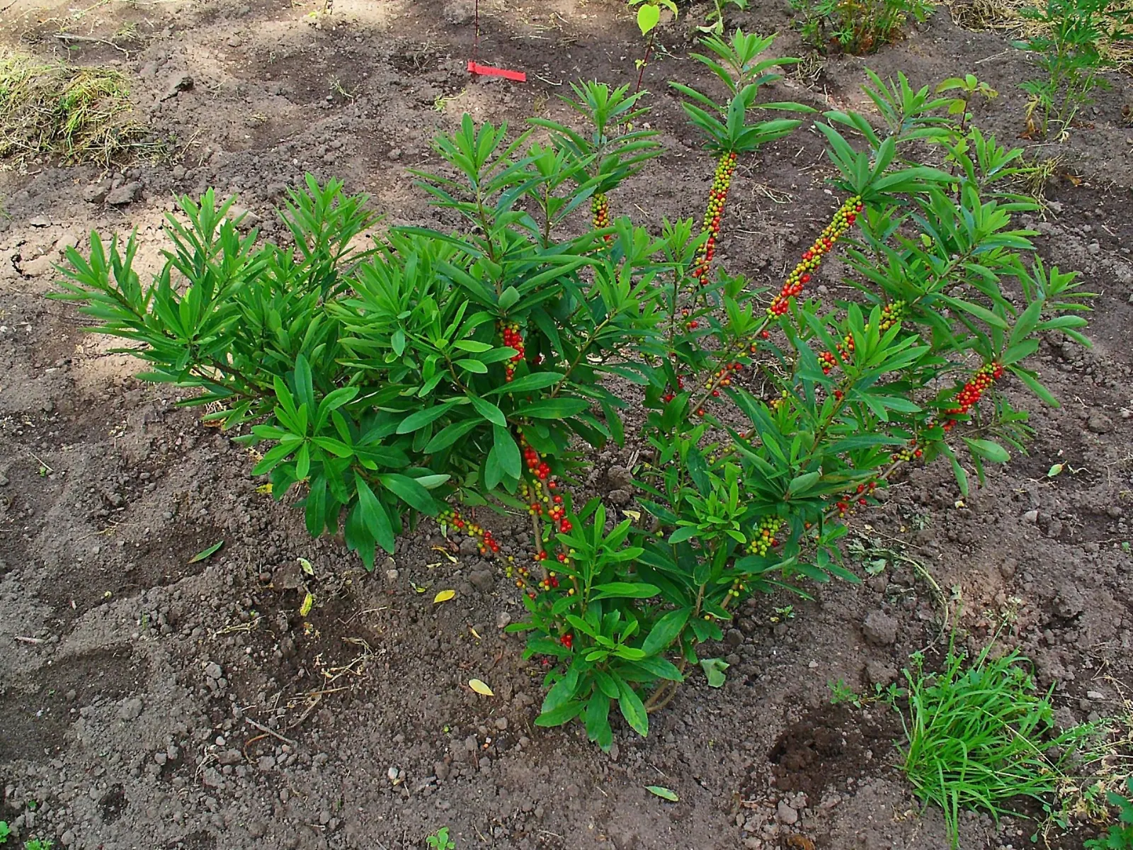 February Daphne (Daphne Mezereum) — Caution: all parts are toxic upon ingestion; shrub with pink blooms, image 82