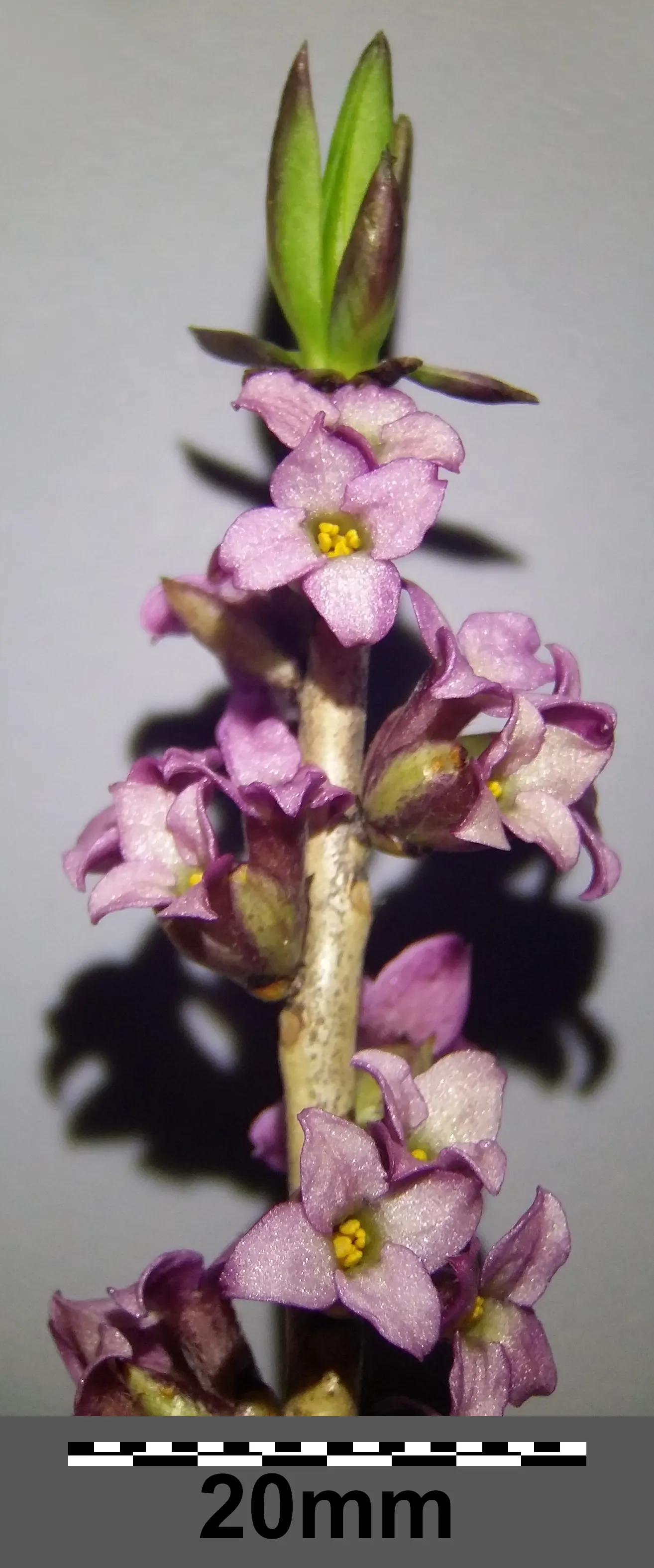 February Daphne (Daphne Mezereum) — Caution is advised due to its toxic nature