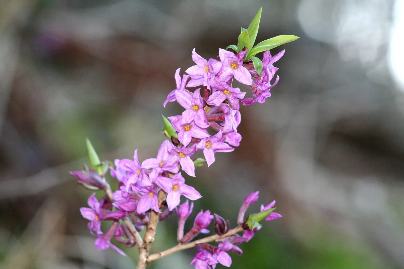 February Daphne (Daphne Mezereum) — Caution: all parts are toxic upon ingestion; shrub with pink blooms