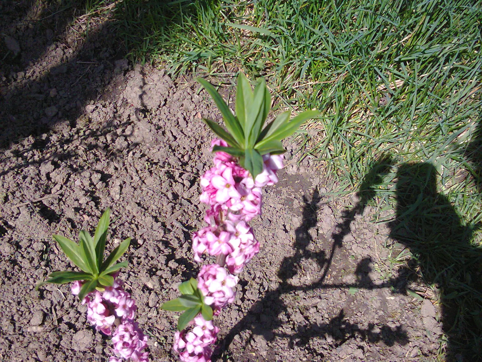 February Daphne (Daphne Mezereum) — Caution: all parts are toxic upon ingestion