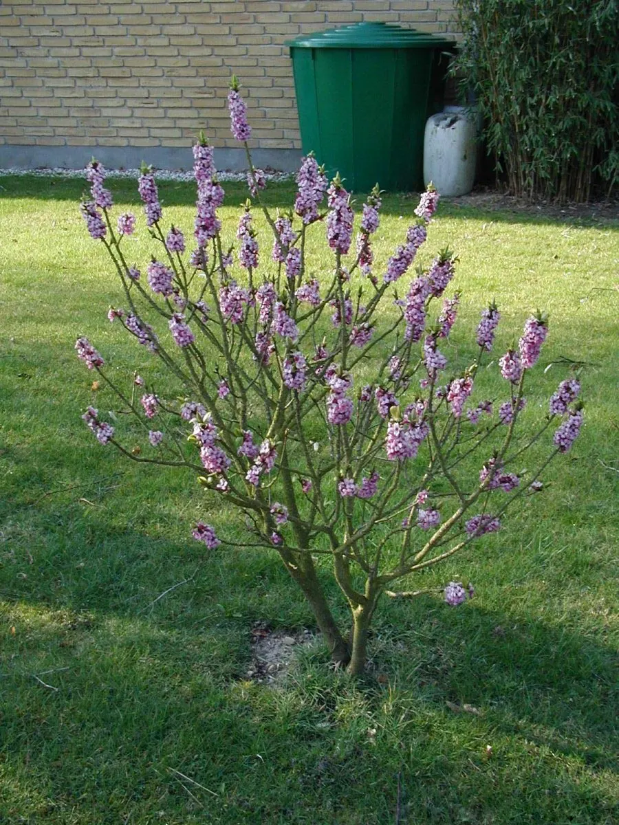 February Daphne (Daphne Mezereum) — is a deciduous shrub prized for its early bloom and richly fragrant flowers