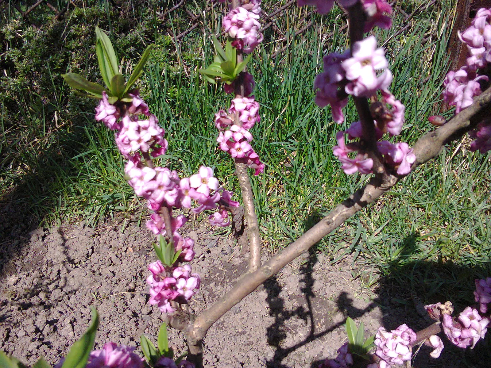 February Daphne (Daphne Mezereum) — Hardiness zones 4-7, optimal in moderate climates; consider its use as a specimen plant or in a mixed shrub, image 59
