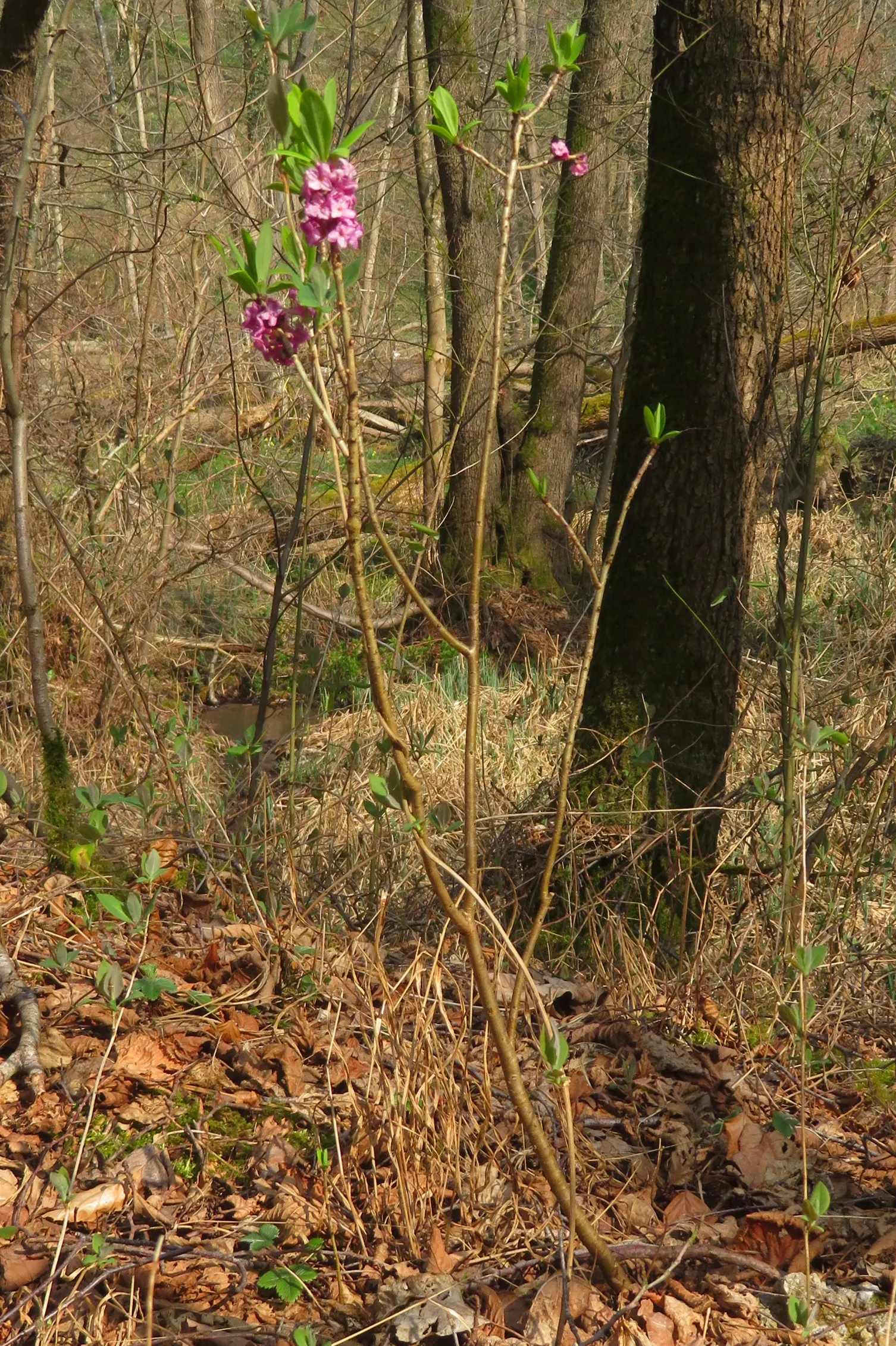 February Daphne (Daphne Mezereum) — Caution is advised due to its toxic nature; it's also ideal for planting near patios and walkways where its, image 100