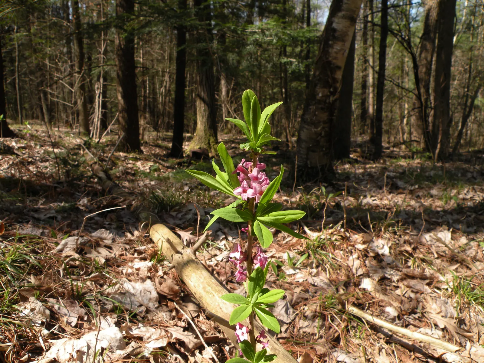 February Daphne (Daphne Mezereum) — It should be positioned in partial shade to full sun, bearing in mind that too much heat can be detrimental, image 96