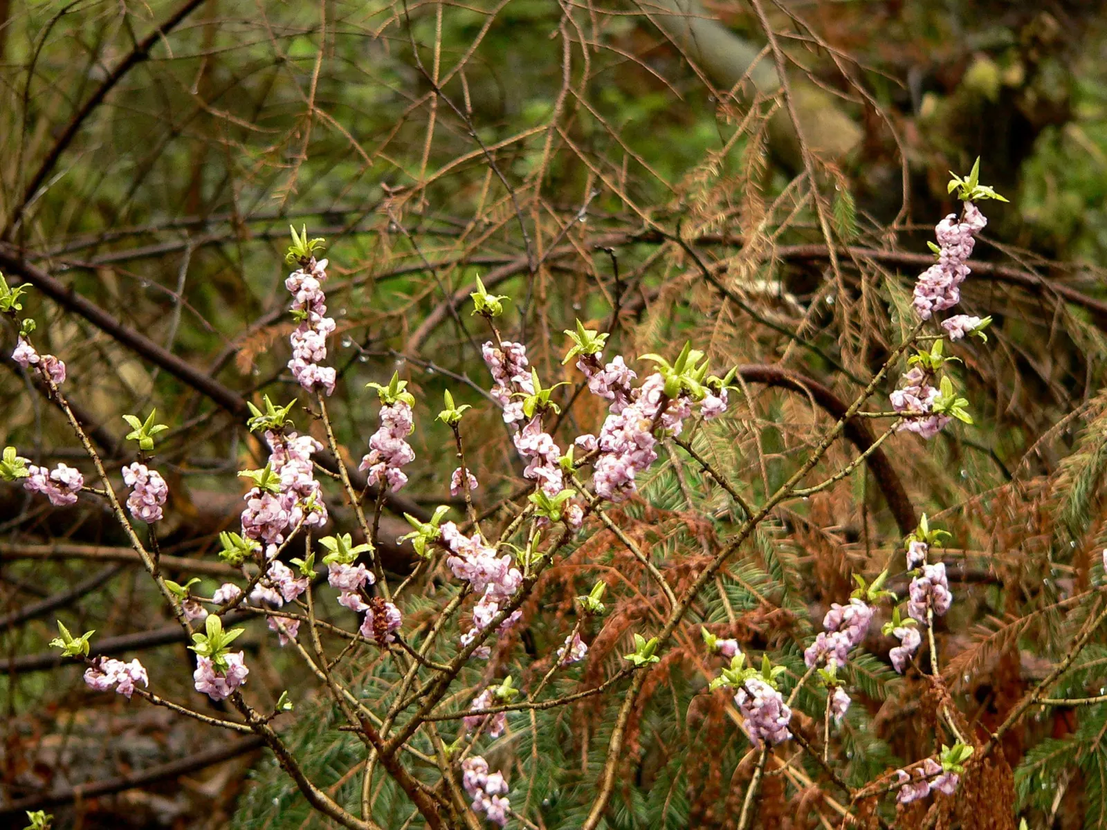 February Daphne (Daphne Mezereum) — This delightful floral display is followed by the appearance of its foliage
