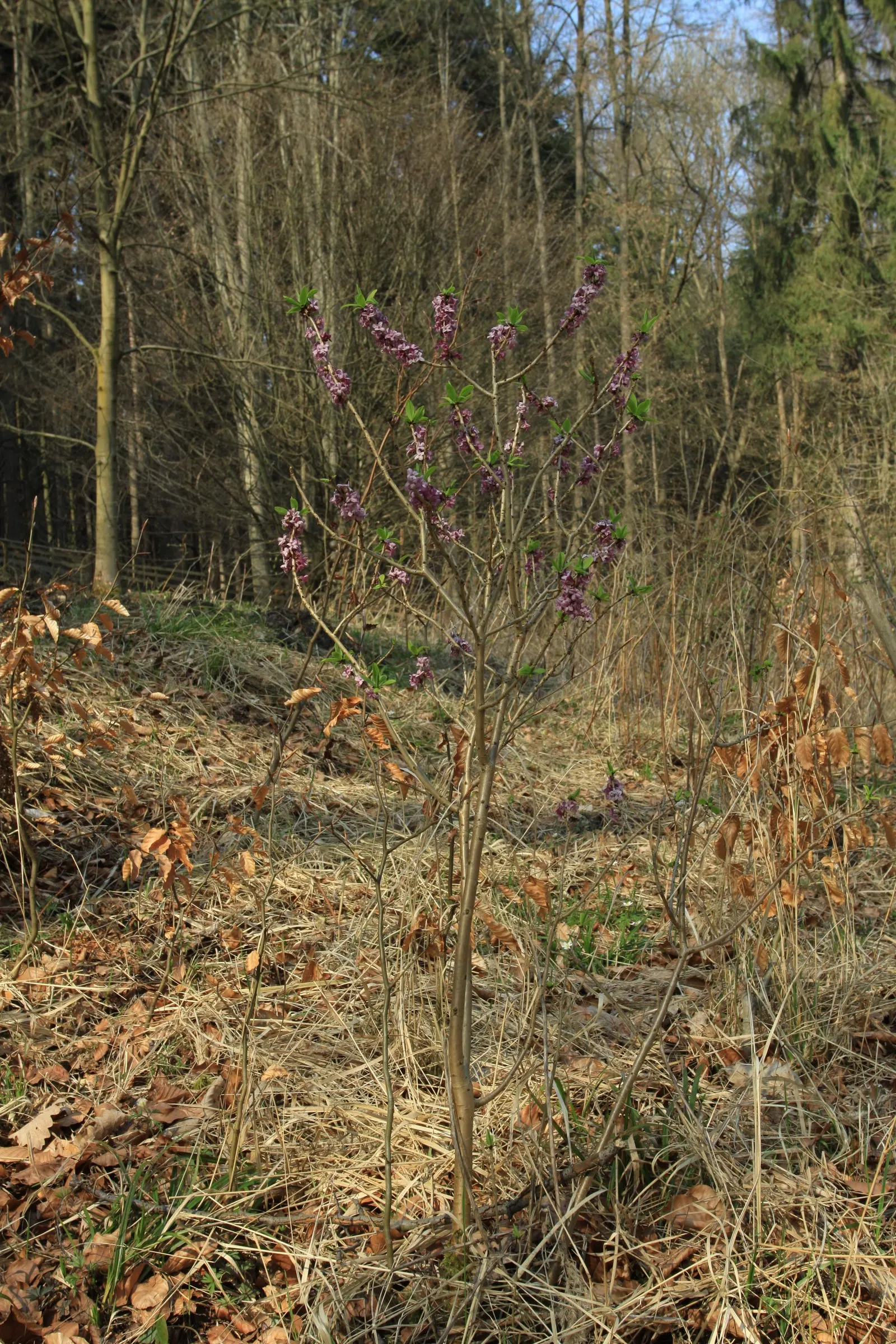 February Daphne (Daphne Mezereum) — botanically known as Daphne mezereum; february Daphne (Daphne mezereum), image 60