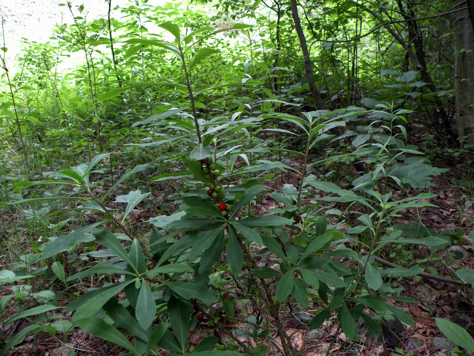 February Daphne (Daphne Mezereum) — consider its use as a specimen plant or in a mixed shrub border for early seasonal interest; hardiness zones 4-7, optimal