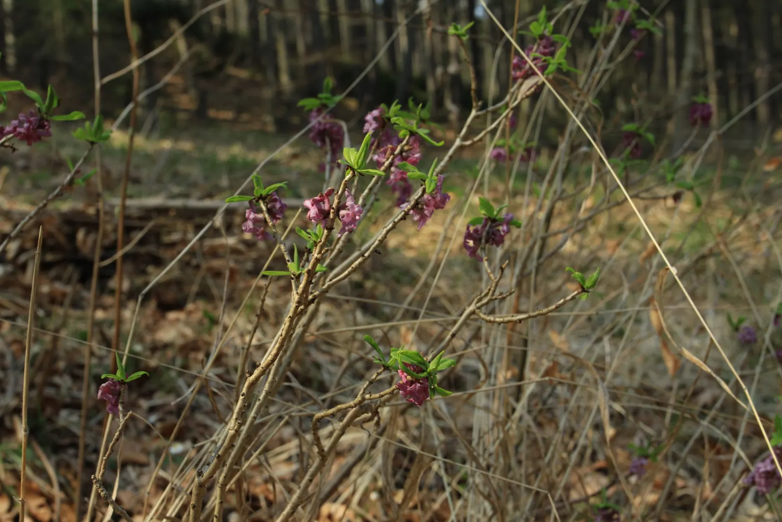 February Daphne (Daphne Mezereum) — Moderate watering is necessary; shrub for half, image 97