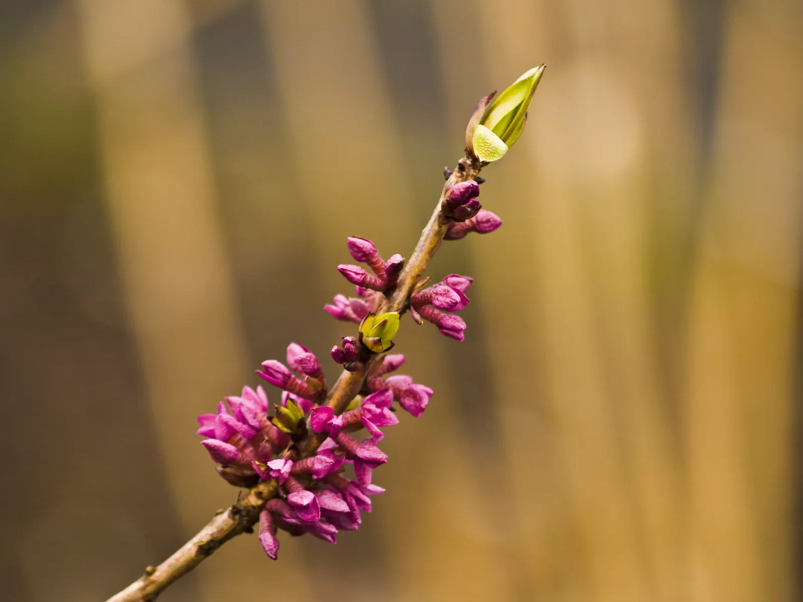 February Daphne (Daphne Mezereum) — blossoms early spring before leaf emergence; which emerge in late winter to early spring, image 54