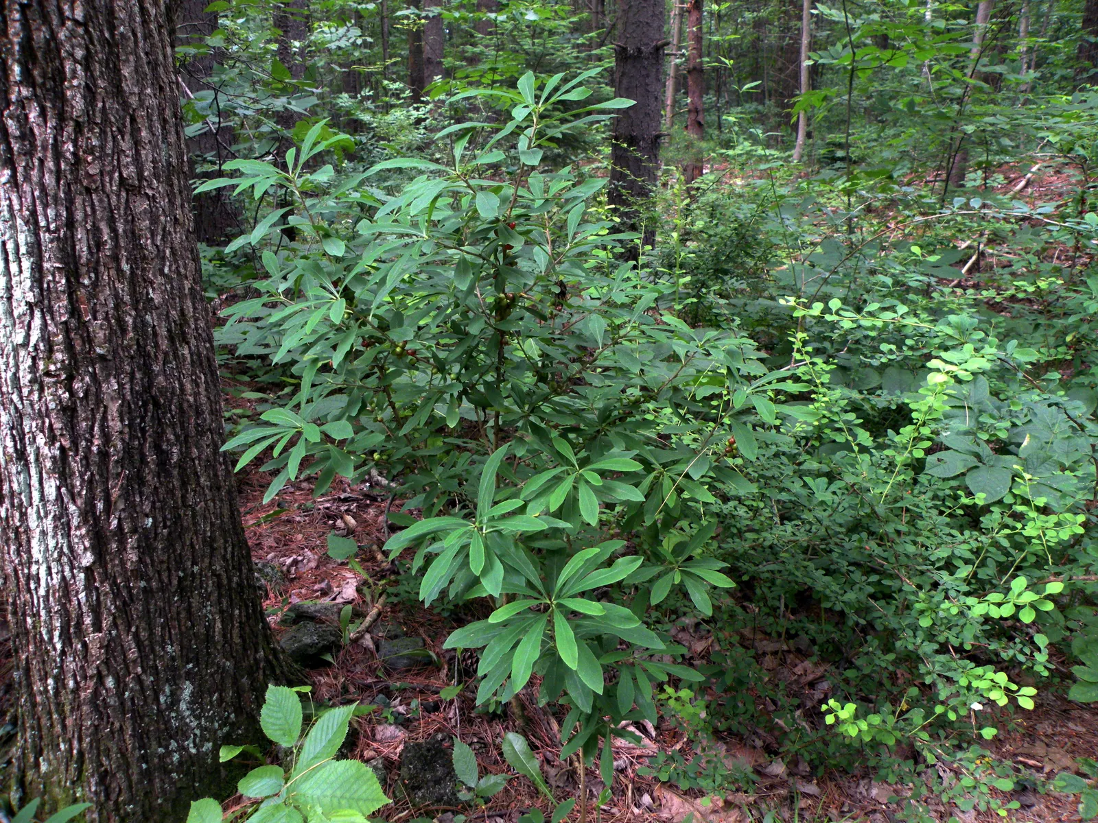 February Daphne (Daphne Mezereum) — consider its use as a specimen plant or in a mixed shrub border for early seasonal interest; hardiness zones, image 72