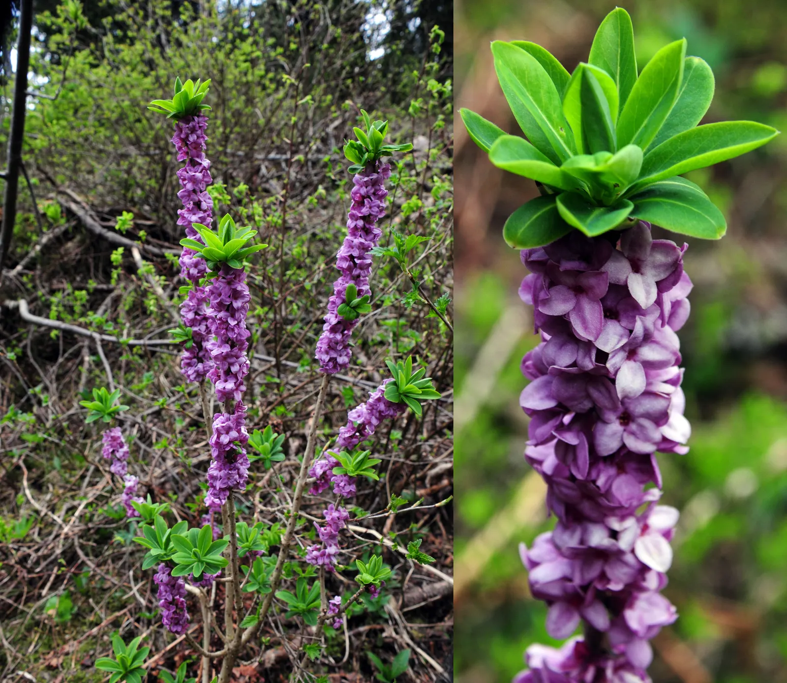 February Daphne (Daphne Mezereum) — botanically known as Daphne mezereum; february Daphne (Daphne mezereum)